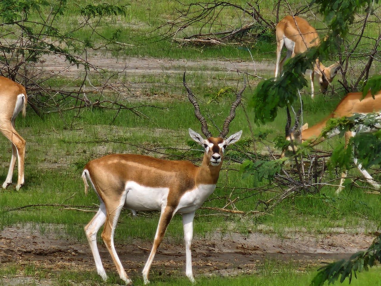 Bishnoi Village Safari and Traditional Homestay Experience