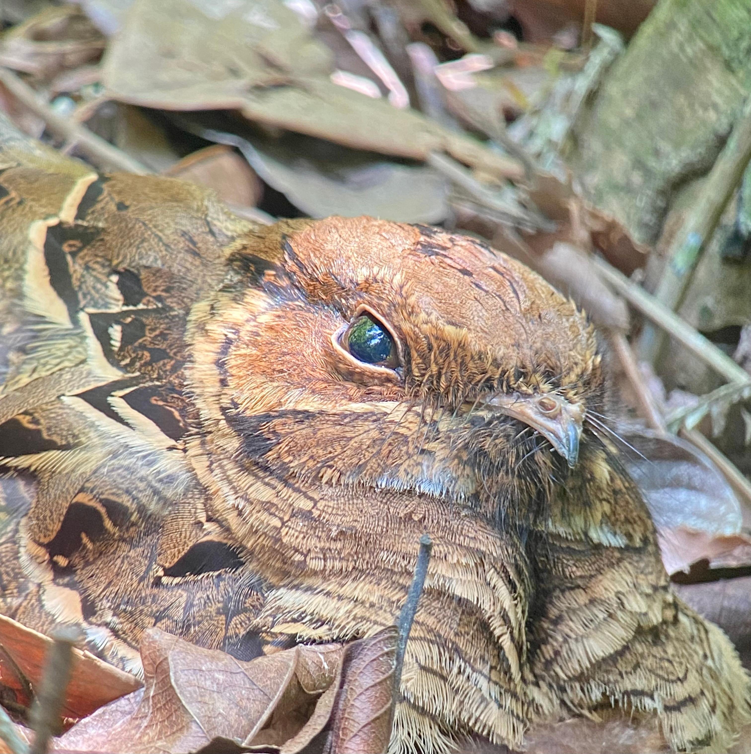 Manuel Antonio National Park: Naturalist-Led Wildlife Walking Tour