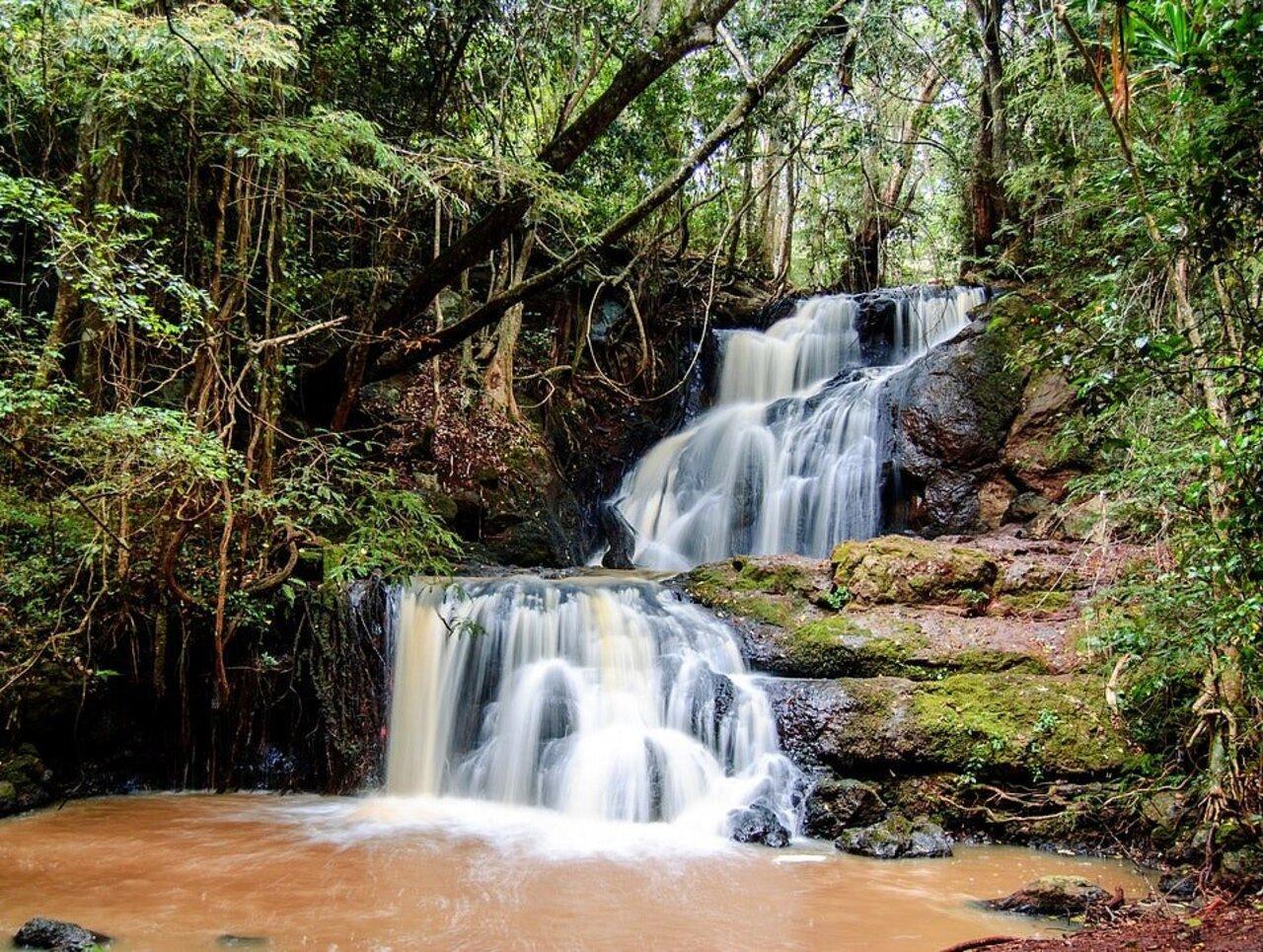 Karura Forest Nature Walk & Waterfall Tour