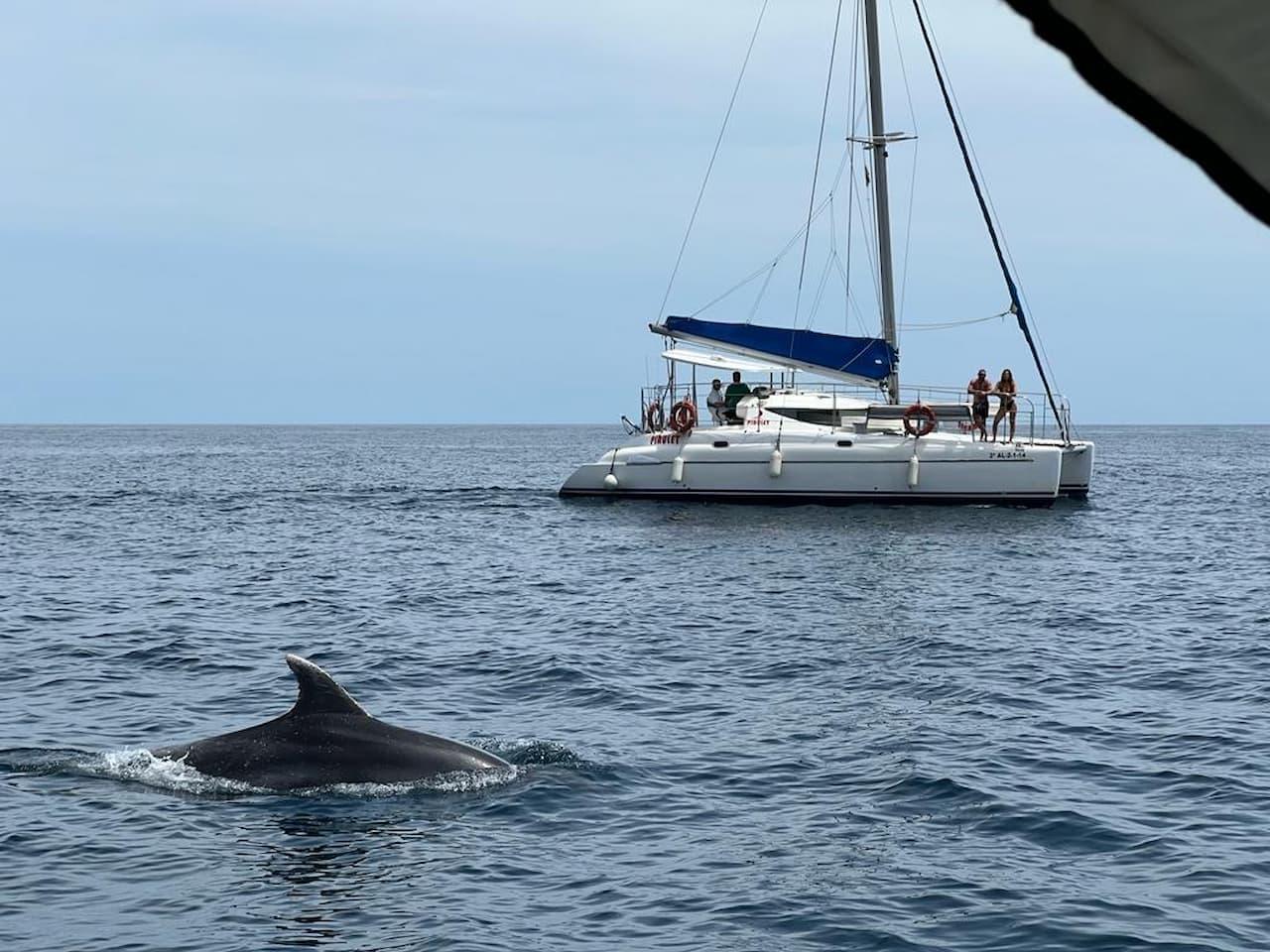 Private Catamaran Charter in Benalmádena