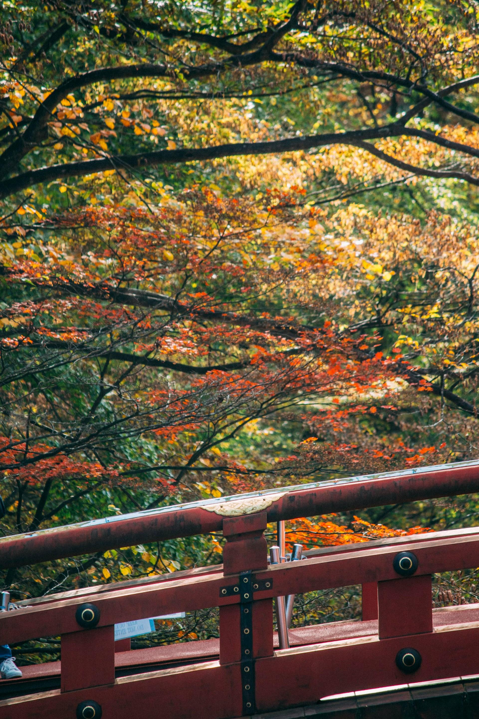 Tokyo to Nikko: Private Luxury Day Trip to UNESCO World Heritage Sites