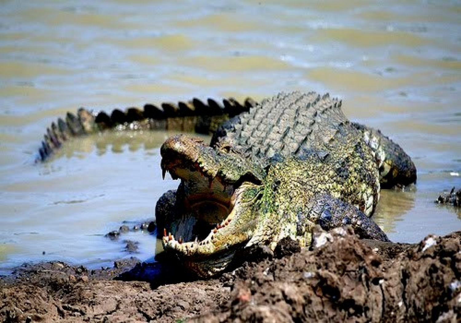 Mirissa Blue Whale & Crocodile River Combo Safari