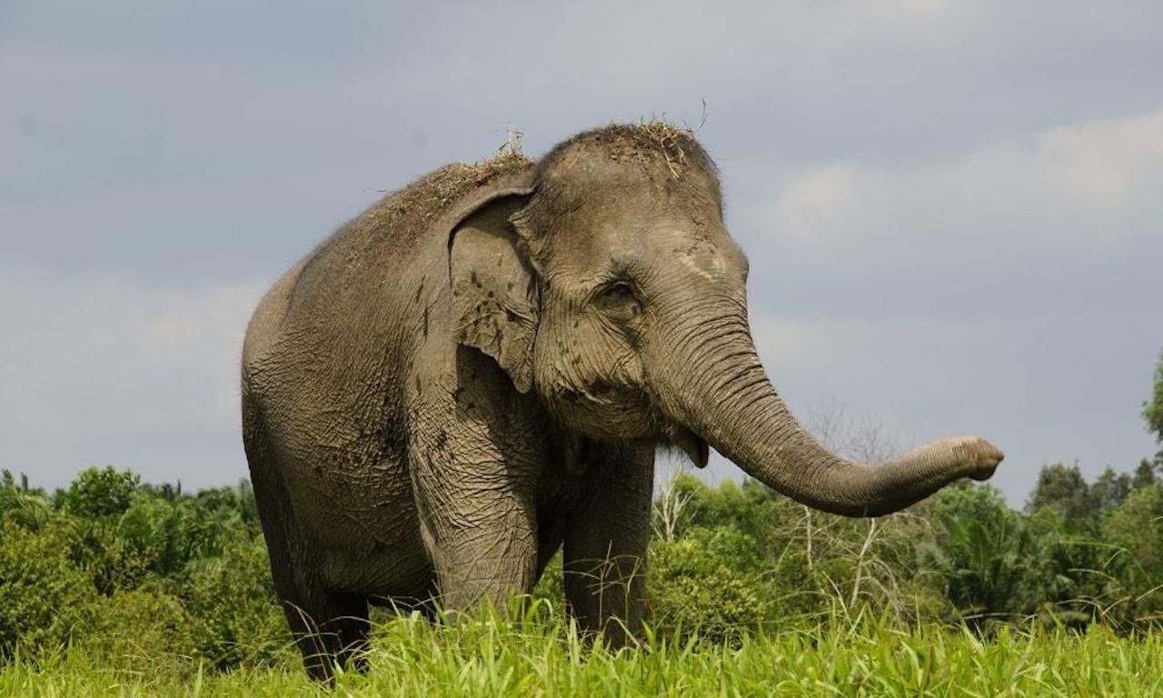 Bali Zoo Elephant Care & Exclusive Behind-the-Scenes Afternoon Tour