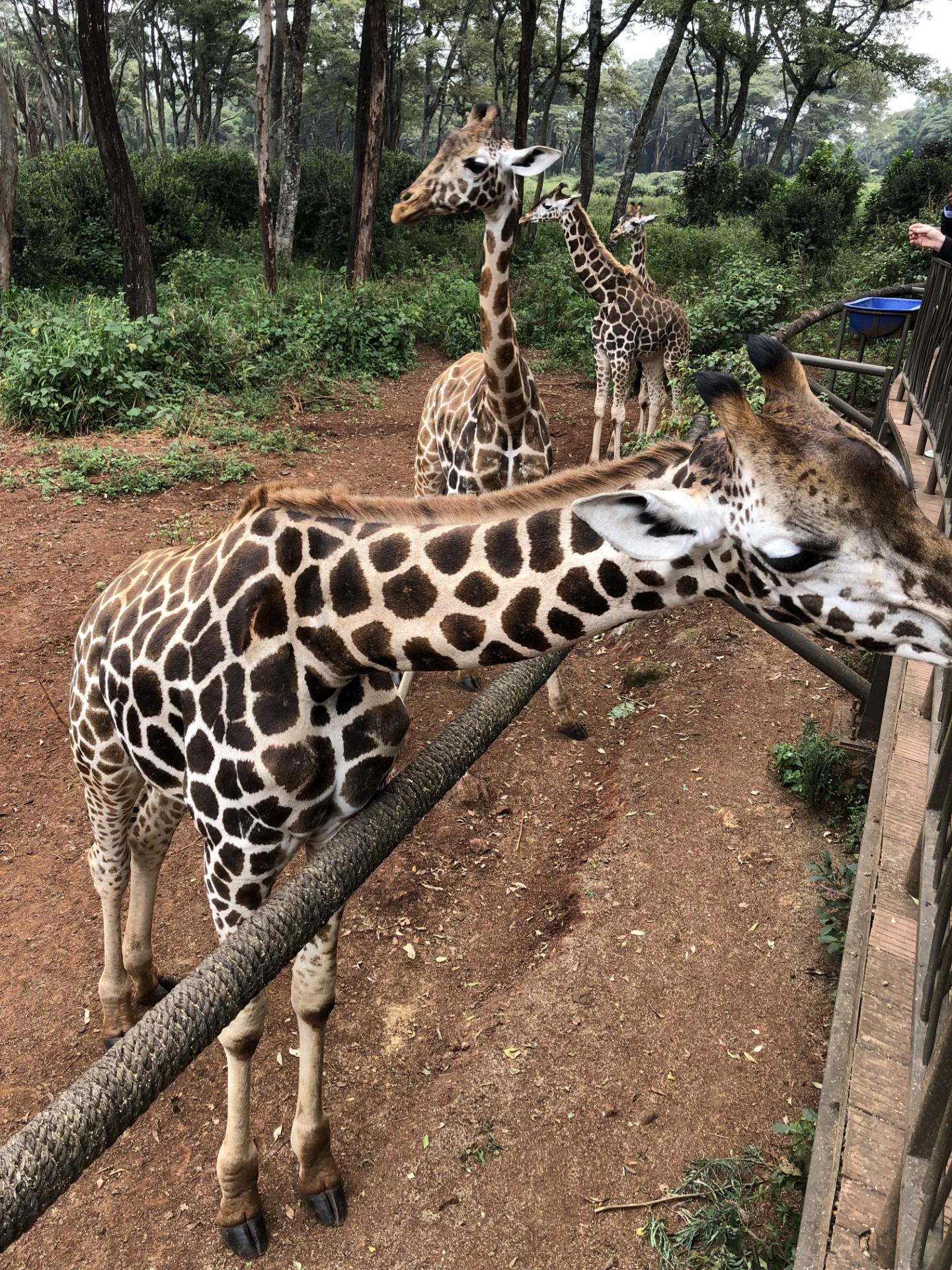Nairobi Elephant & Giraffe Sanctuary Half-Day Excursion