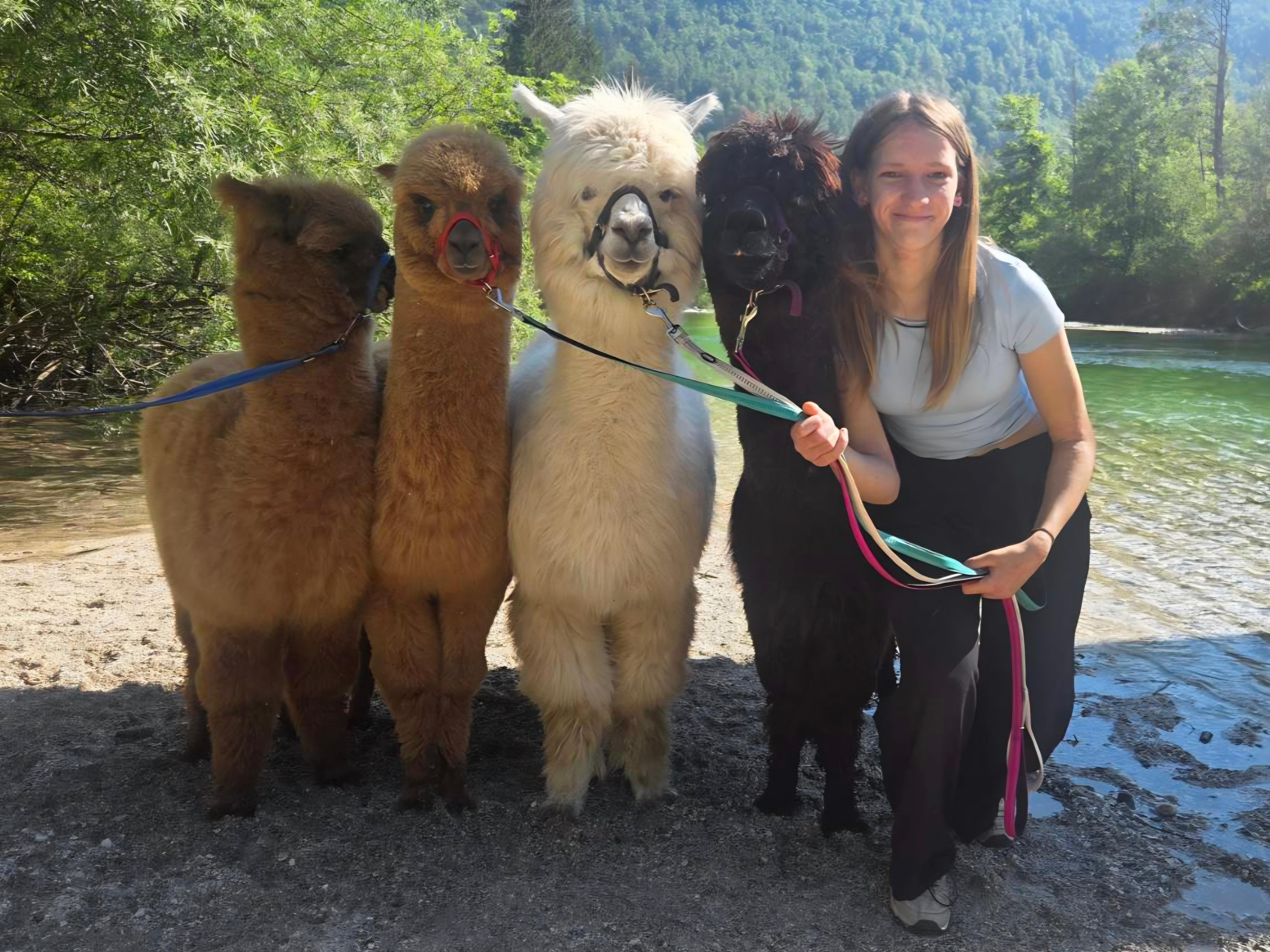 Alpaca Walk at Domačija Loncnar Farm
