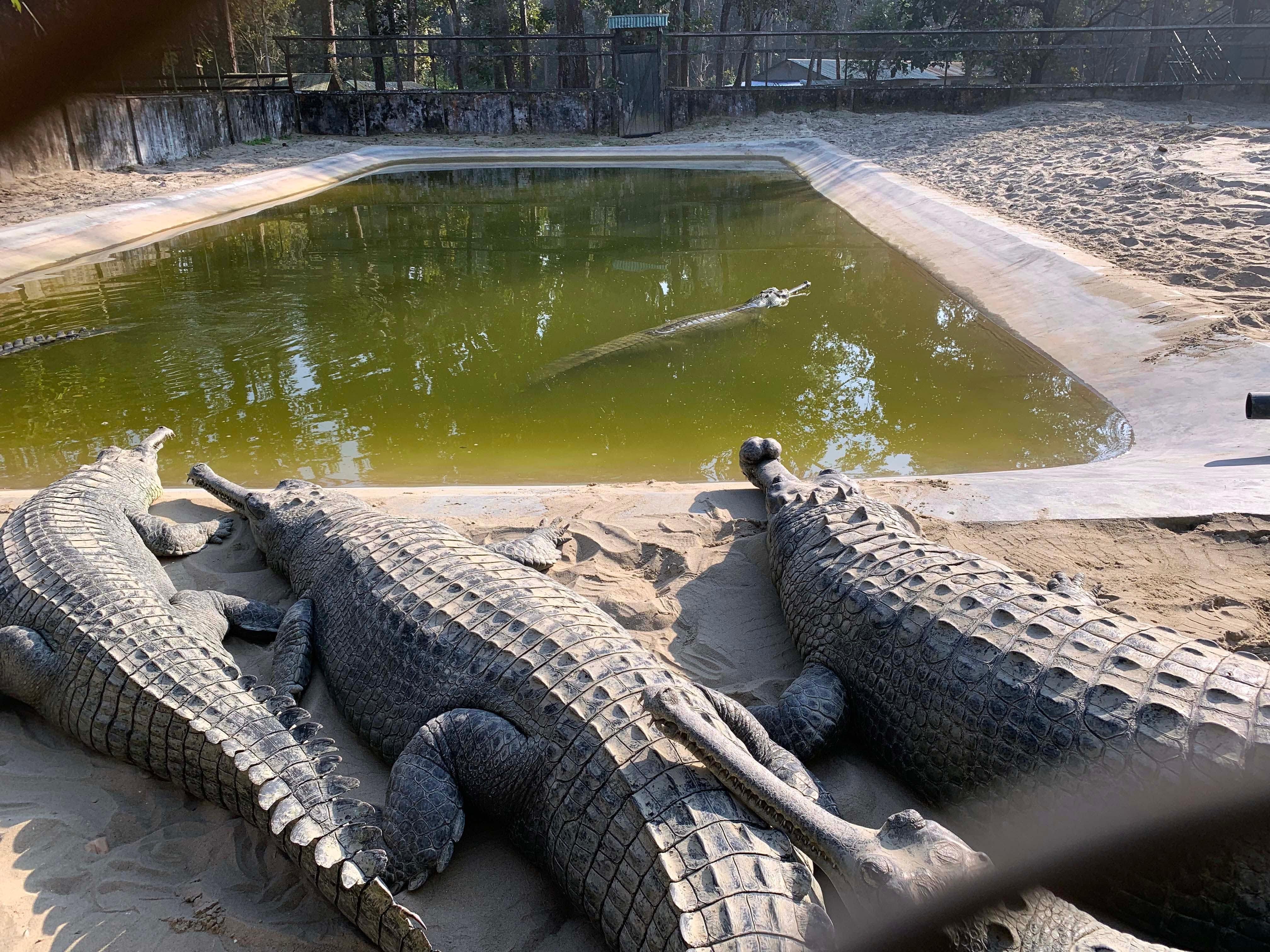 Chitwan Jungle Safari: 2, 3, or 4-Day Wildlife Adventure from Kathmandu or Pokhara