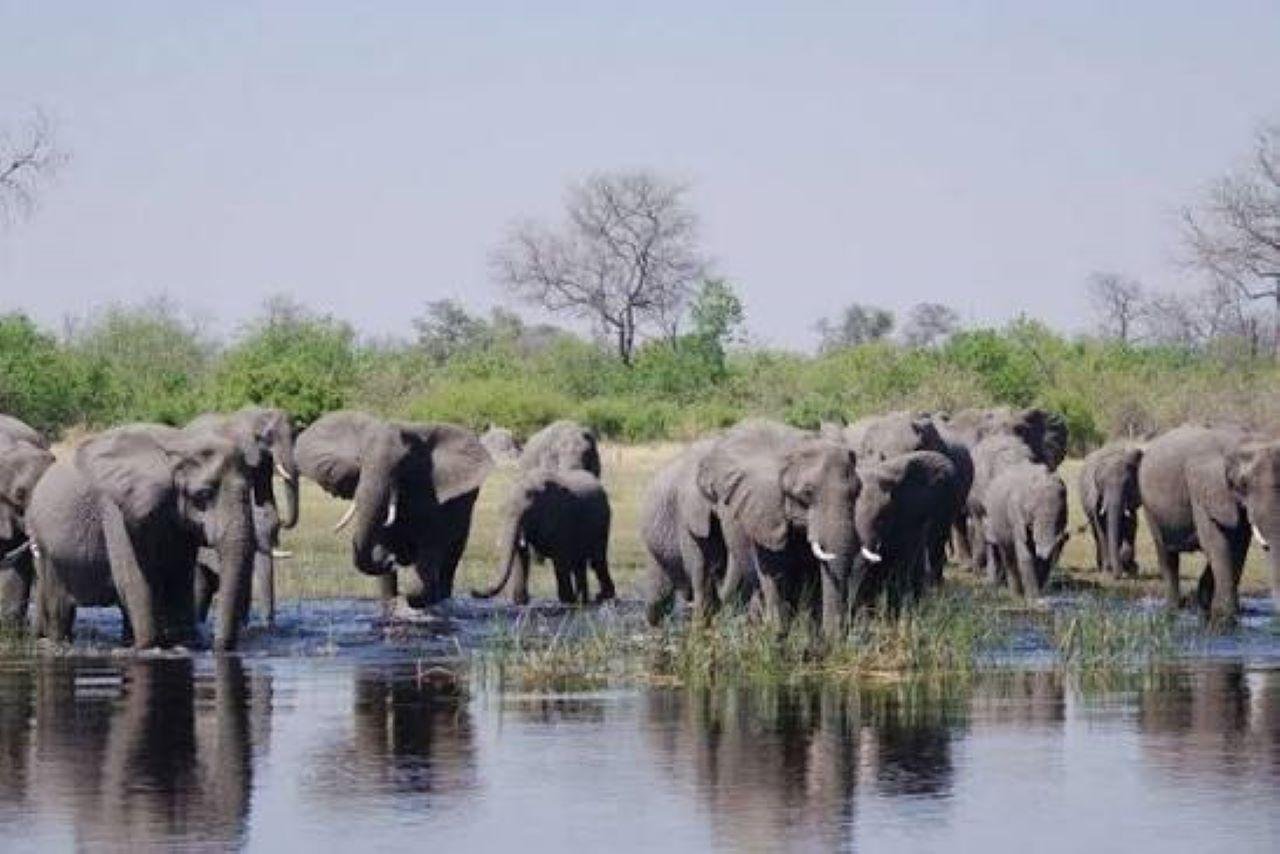 Chobe Safari Adventure with Traditional Boma Evening