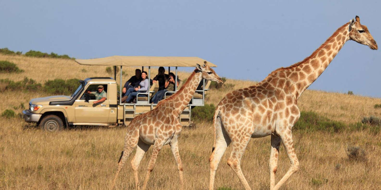 3-Day Mikumi National Park Safari from Zanzibar
