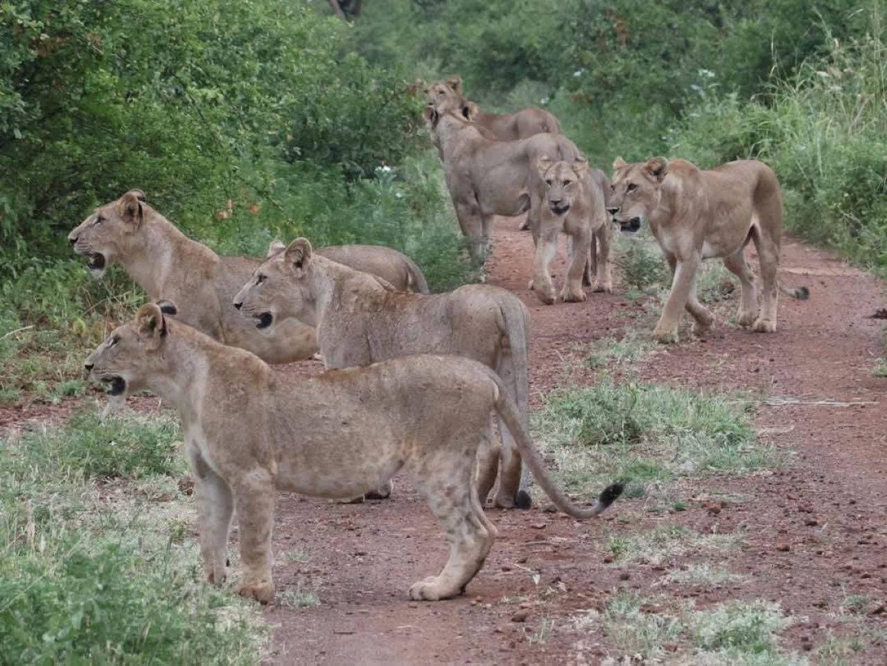 3-Day Maasai Mara Group Safari from Nairobi