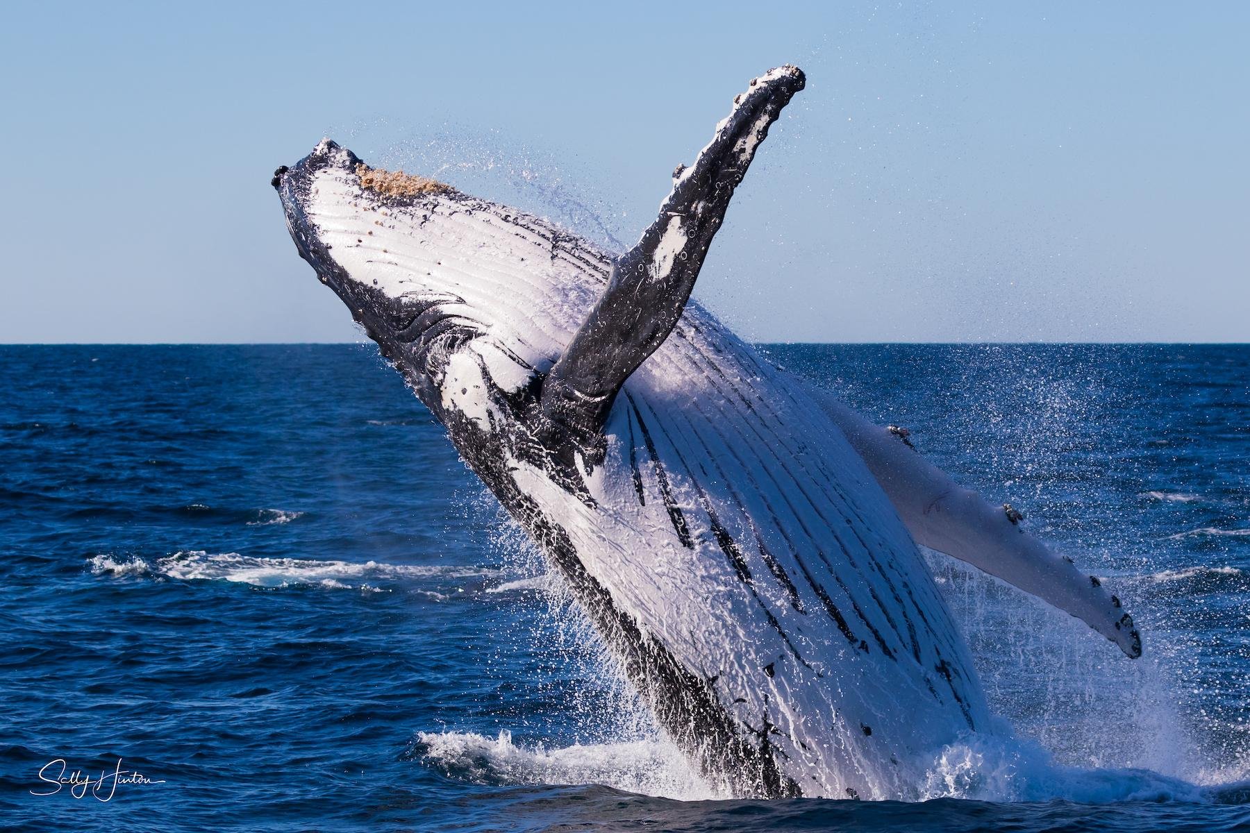 Tweed River Whale Watching Expedition