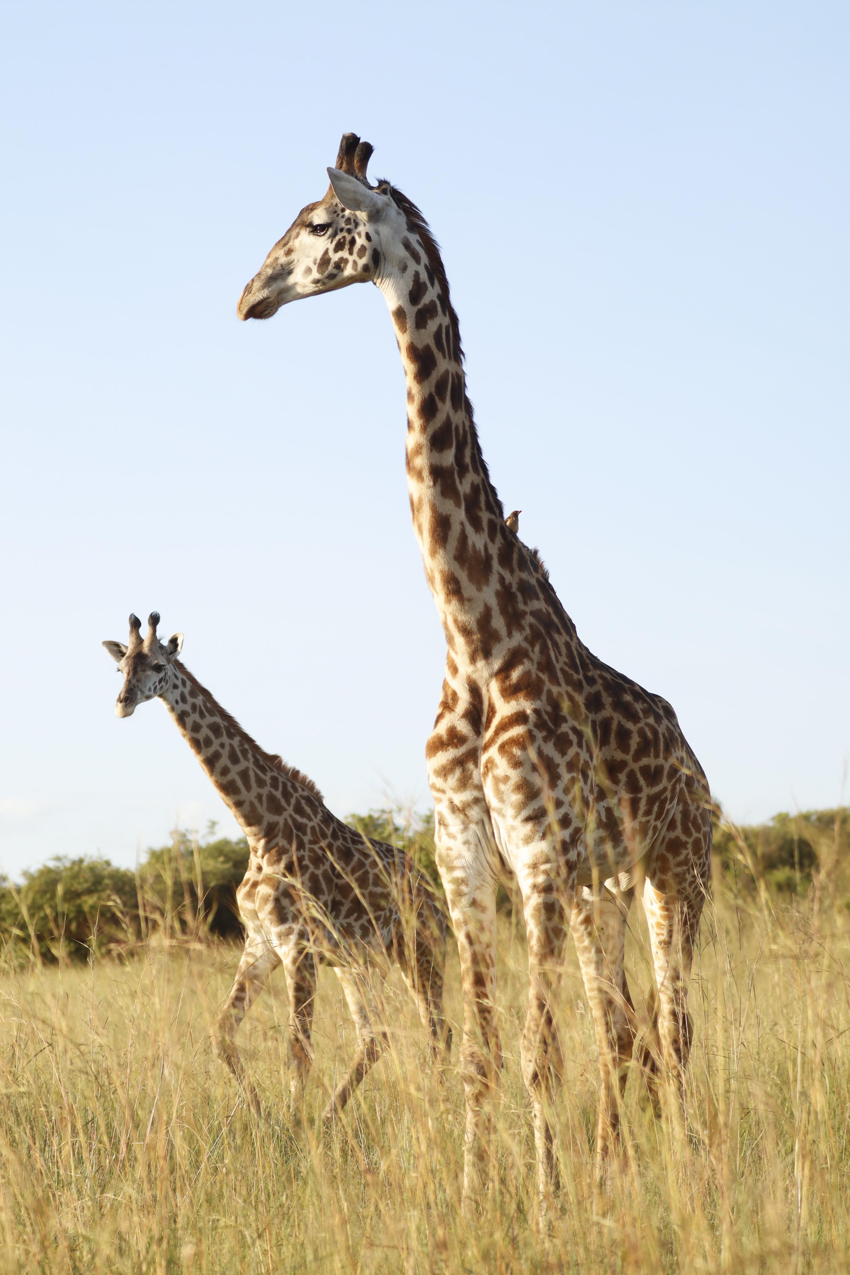Maasai Mara Express: 1-Day Safari from Nairobi