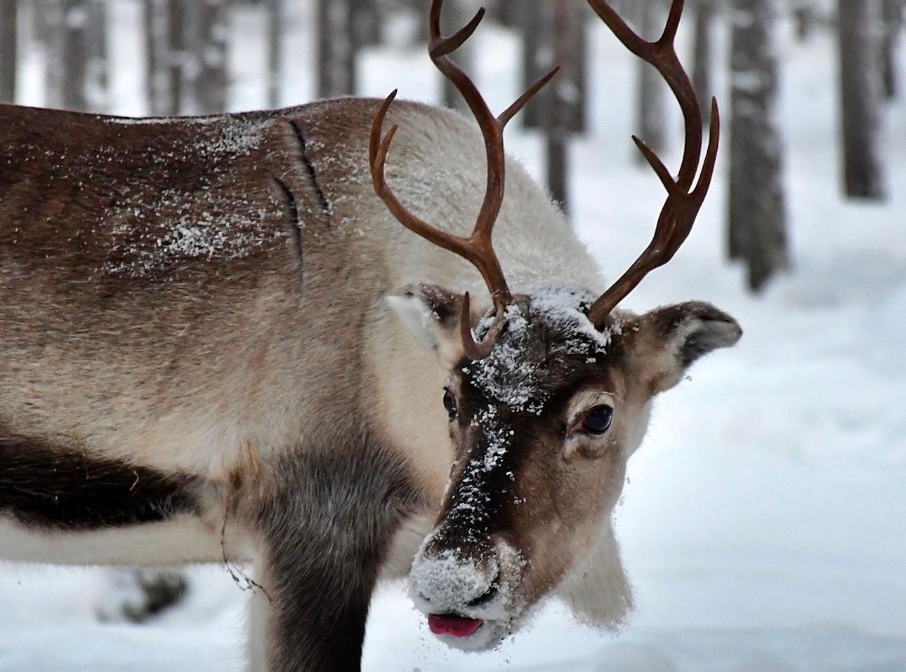 Ranua Wildlife Park Day Trip from Rovaniemi