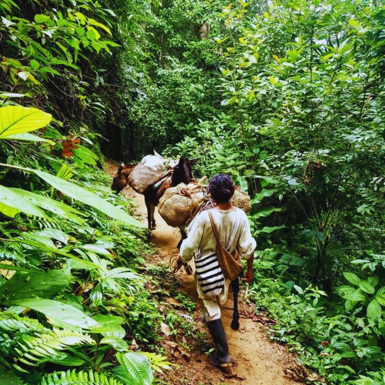 Minca Indigenous Heritage & Coffee Trail with Waterfall