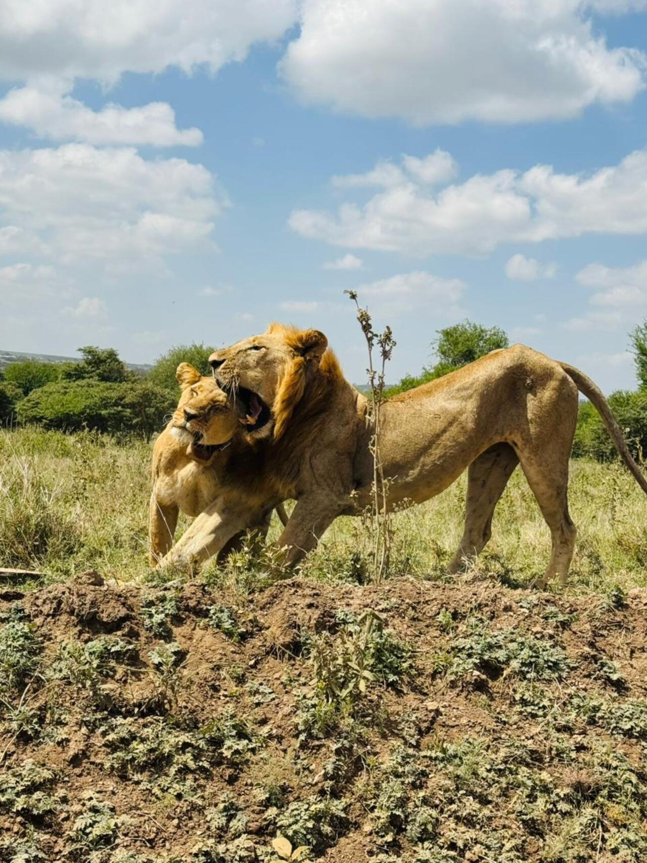 Nairobi National Park 5-Hour 4x4 Wildlife Safari