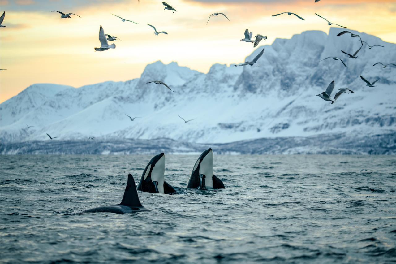 Skjervøy Arctic Whale Watching RIB Safari from Tromsø