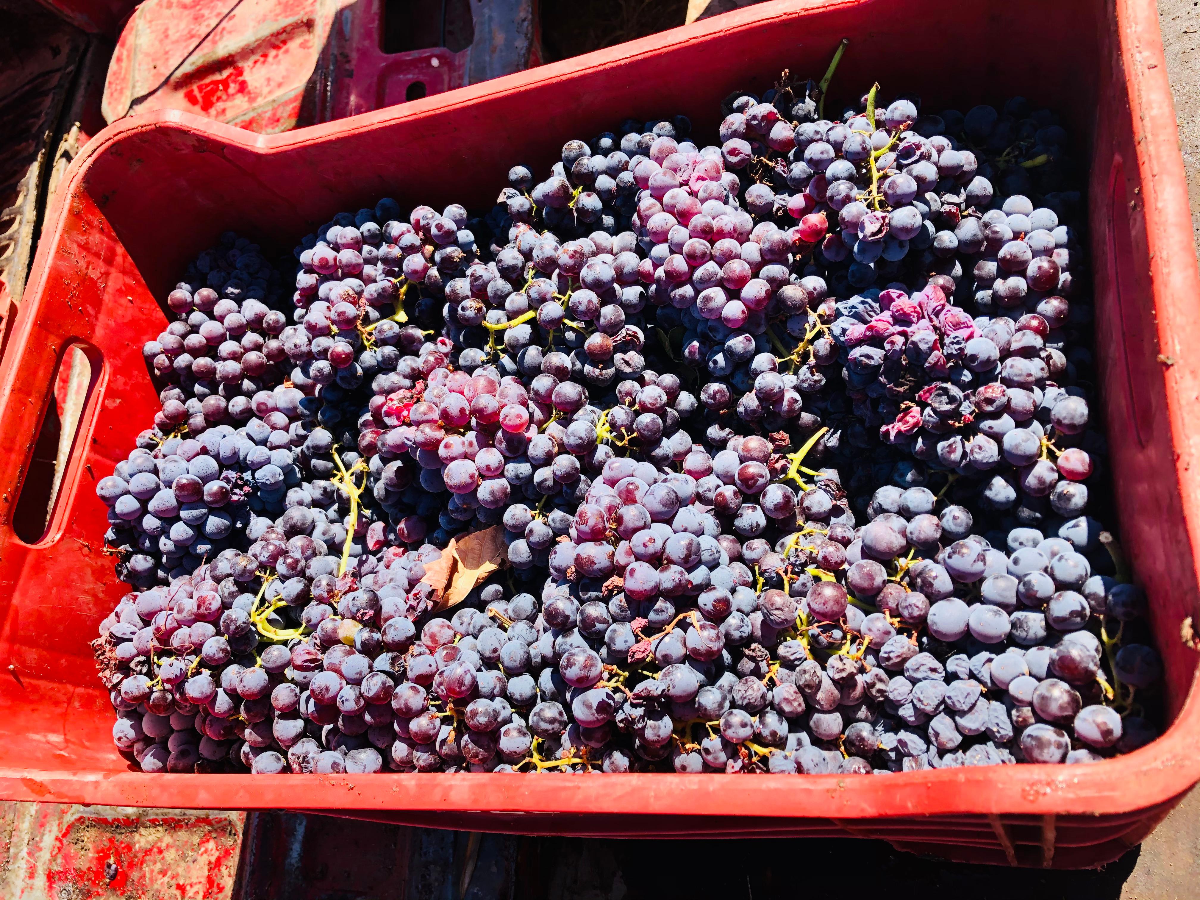 wine tour in Valle de Guadalupe — photo 23