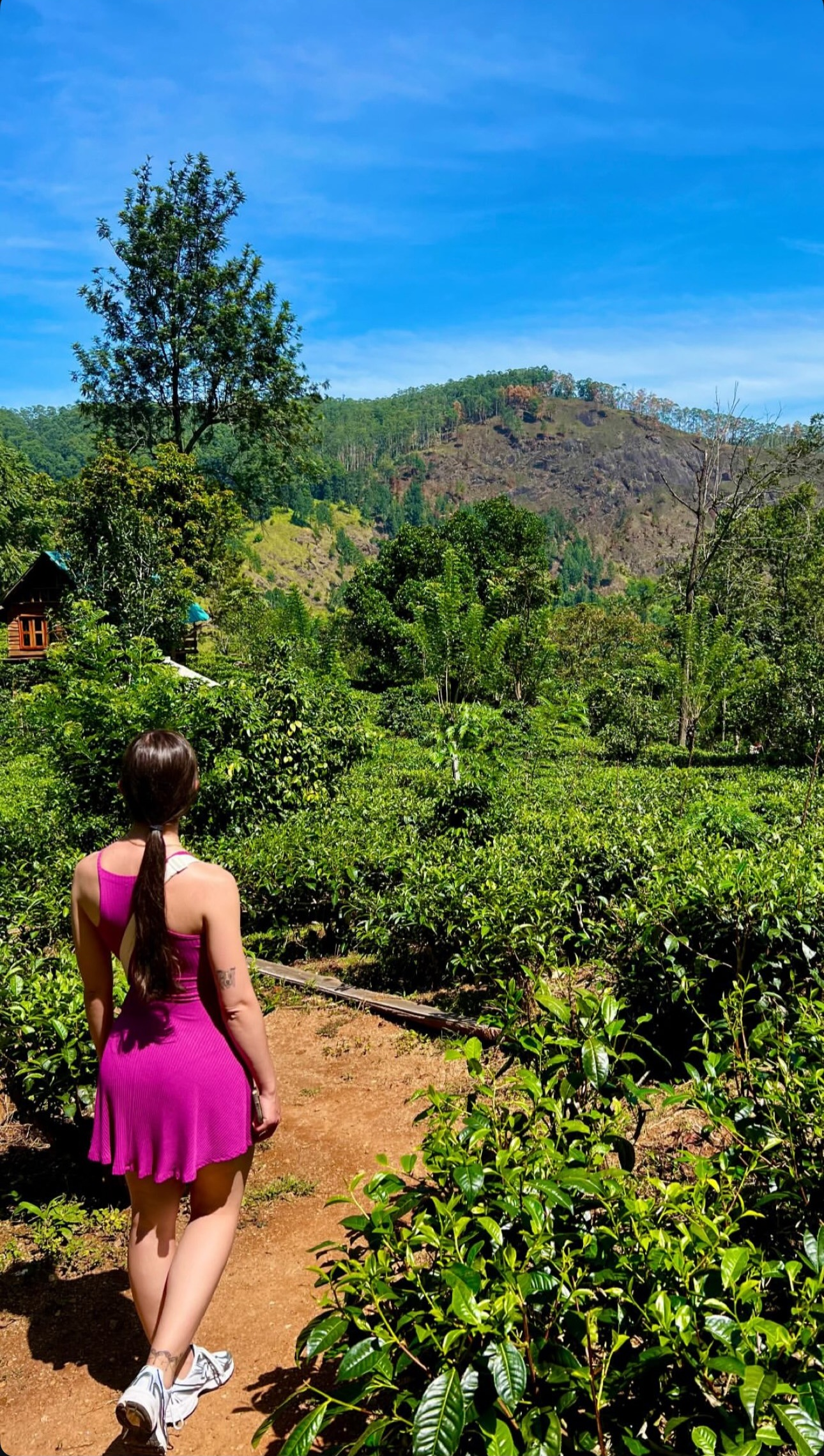 Ella: Hands-On Tea Crafting and Tasting Experience