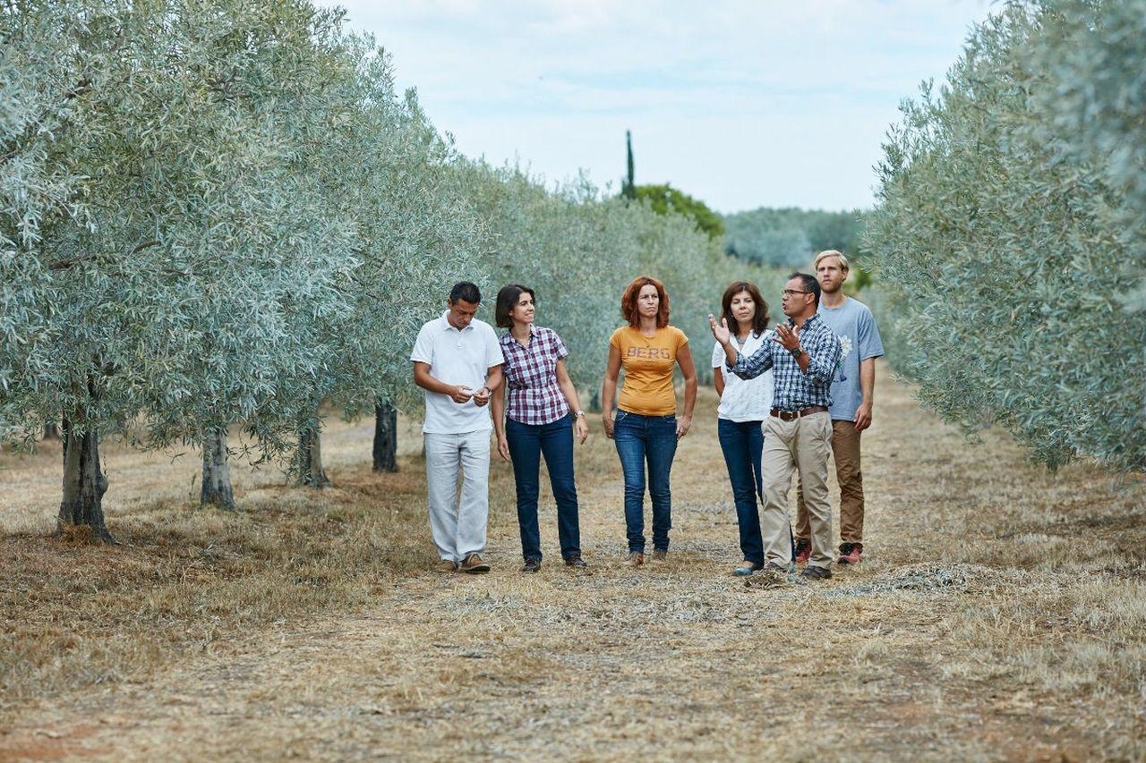 food tour in Faro — Moncarapacho: Olive Oil Tour with Tasting - 2026 (Verified Reviews)