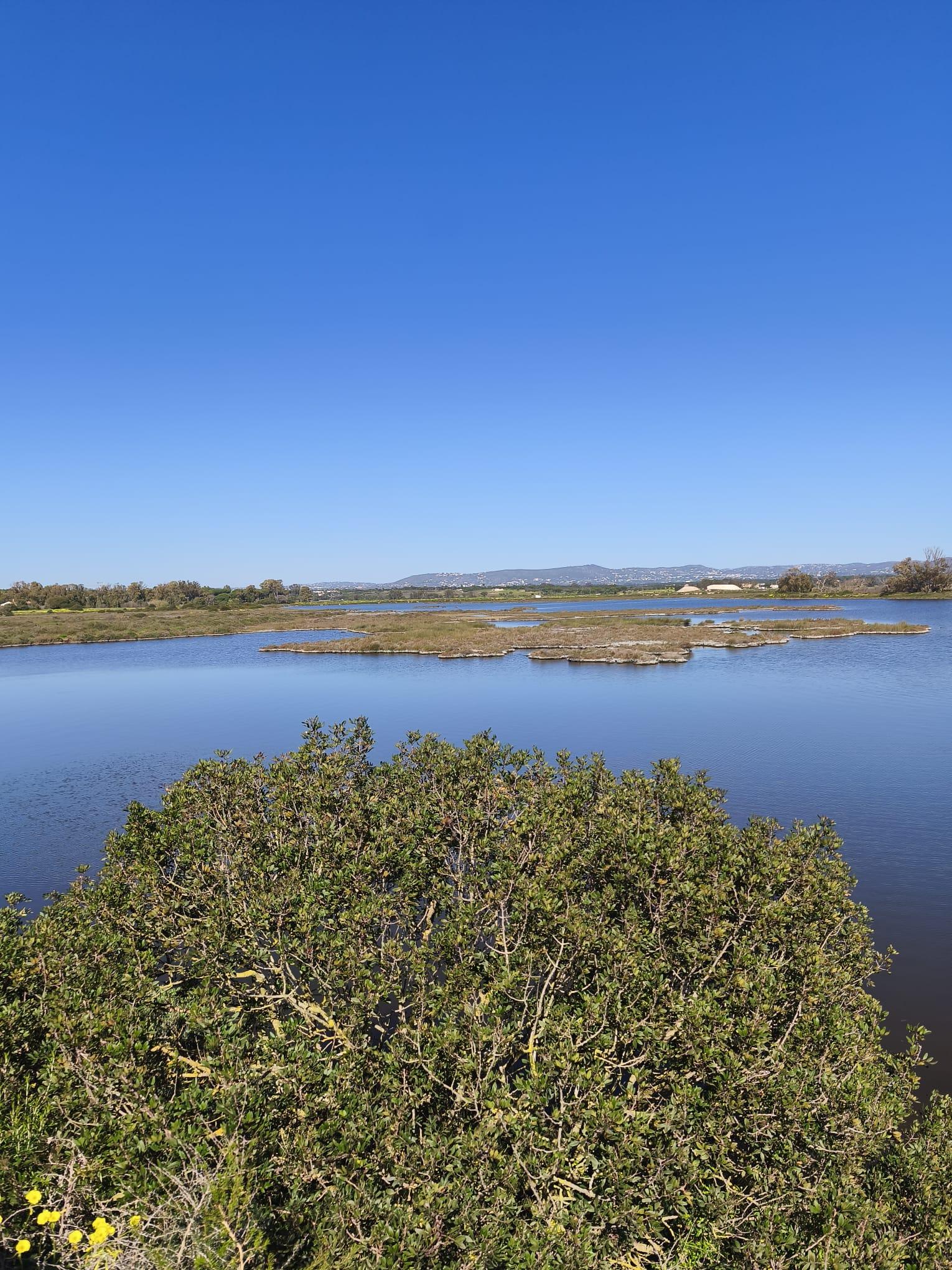 Faro: Ria Formosa Birdwatching Tour with Biologist Guide