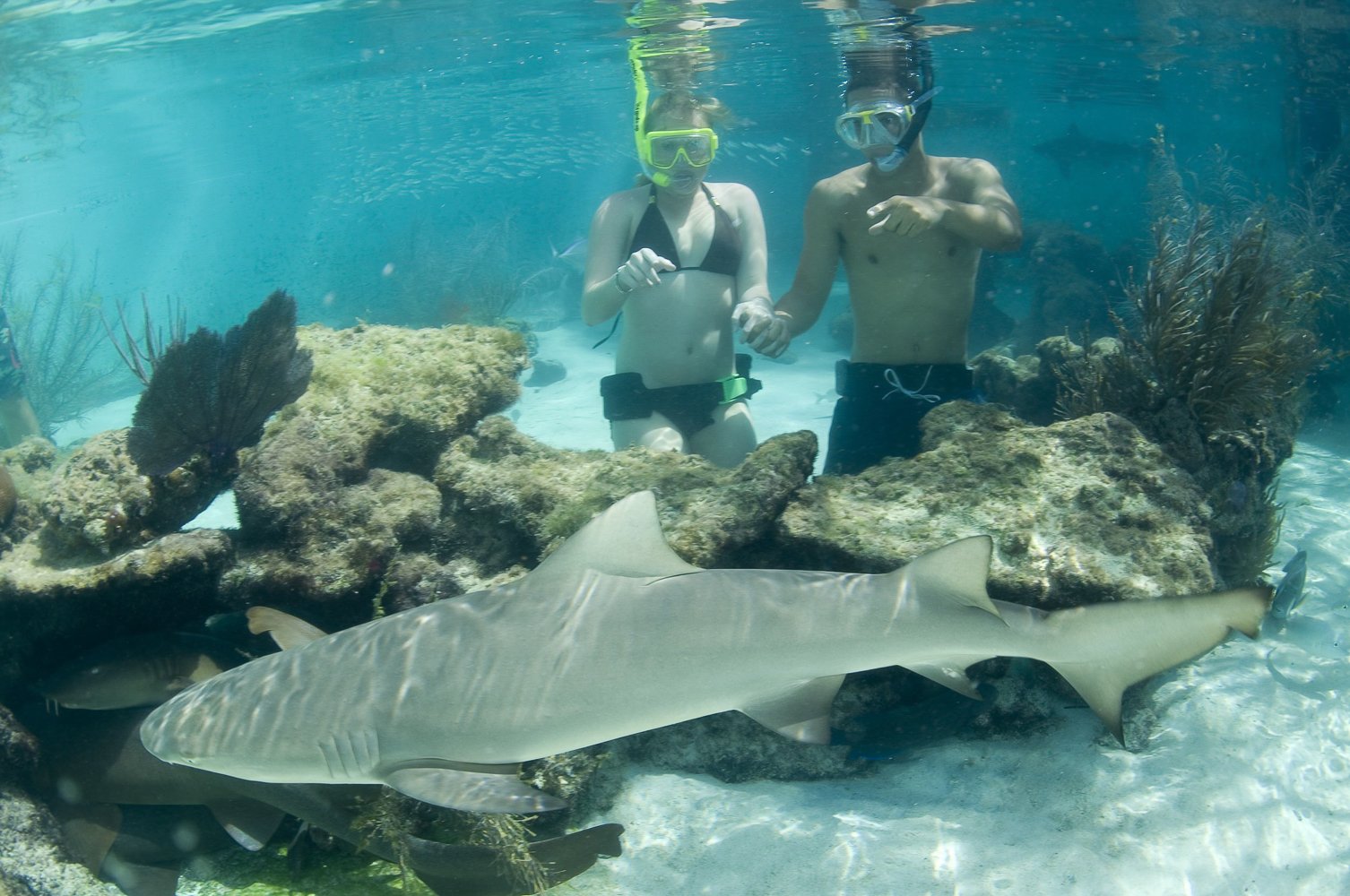 Shark Encounter & Coral World Ocean Park
