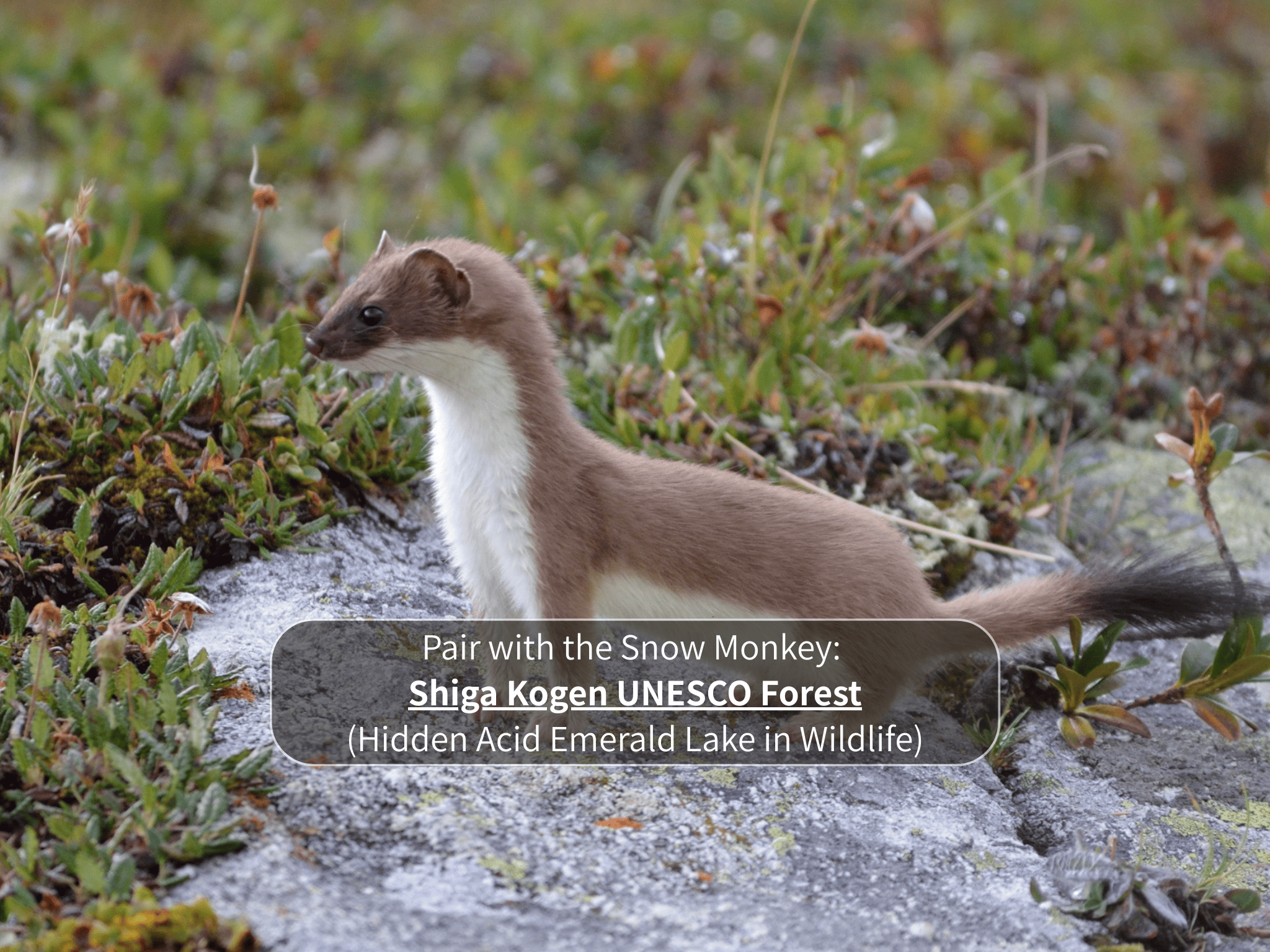 Nagano Snow Monkeys & Hidden Gems Private Day Tour