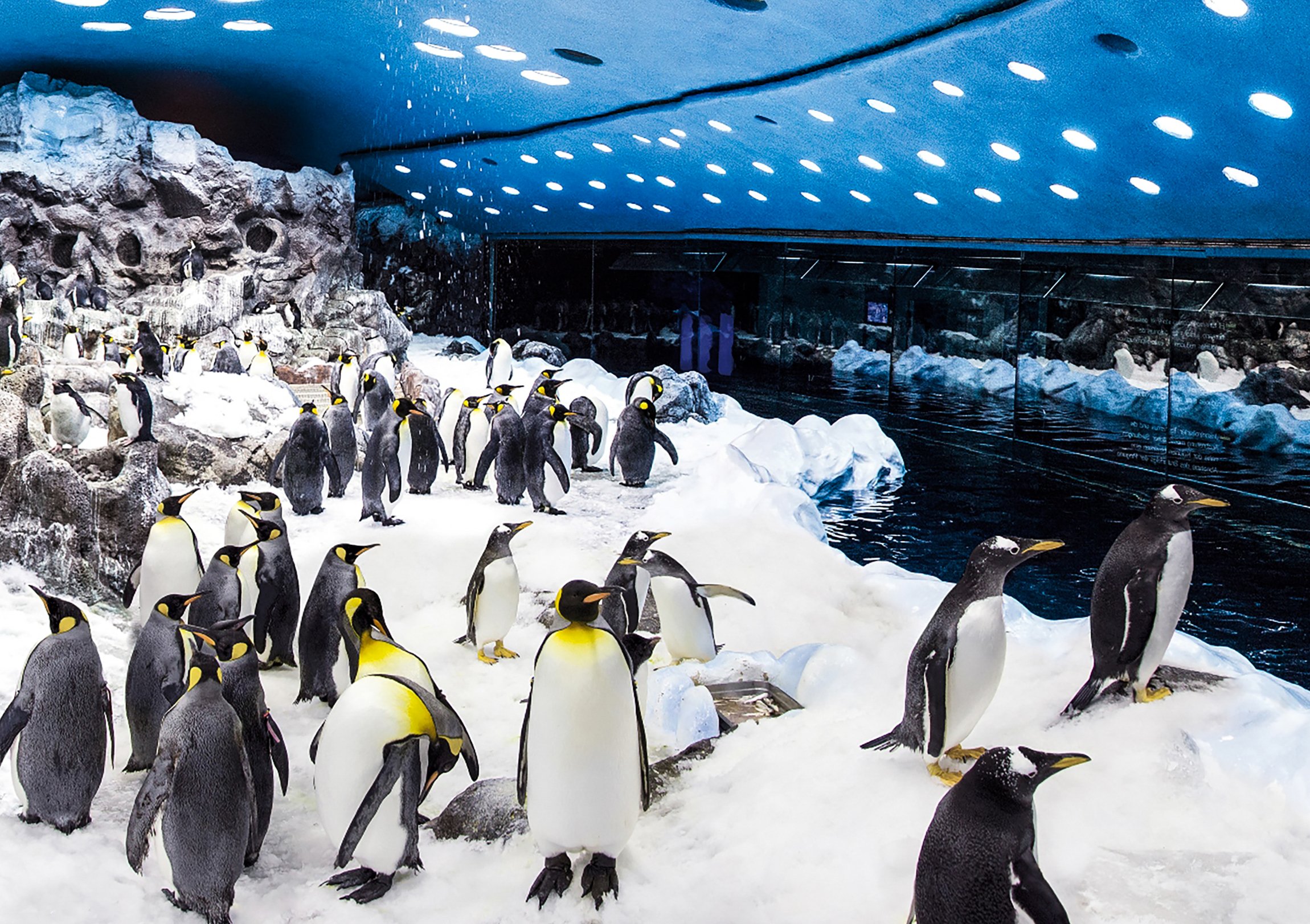 Loro Parque Tenerife Official Entry Ticket
