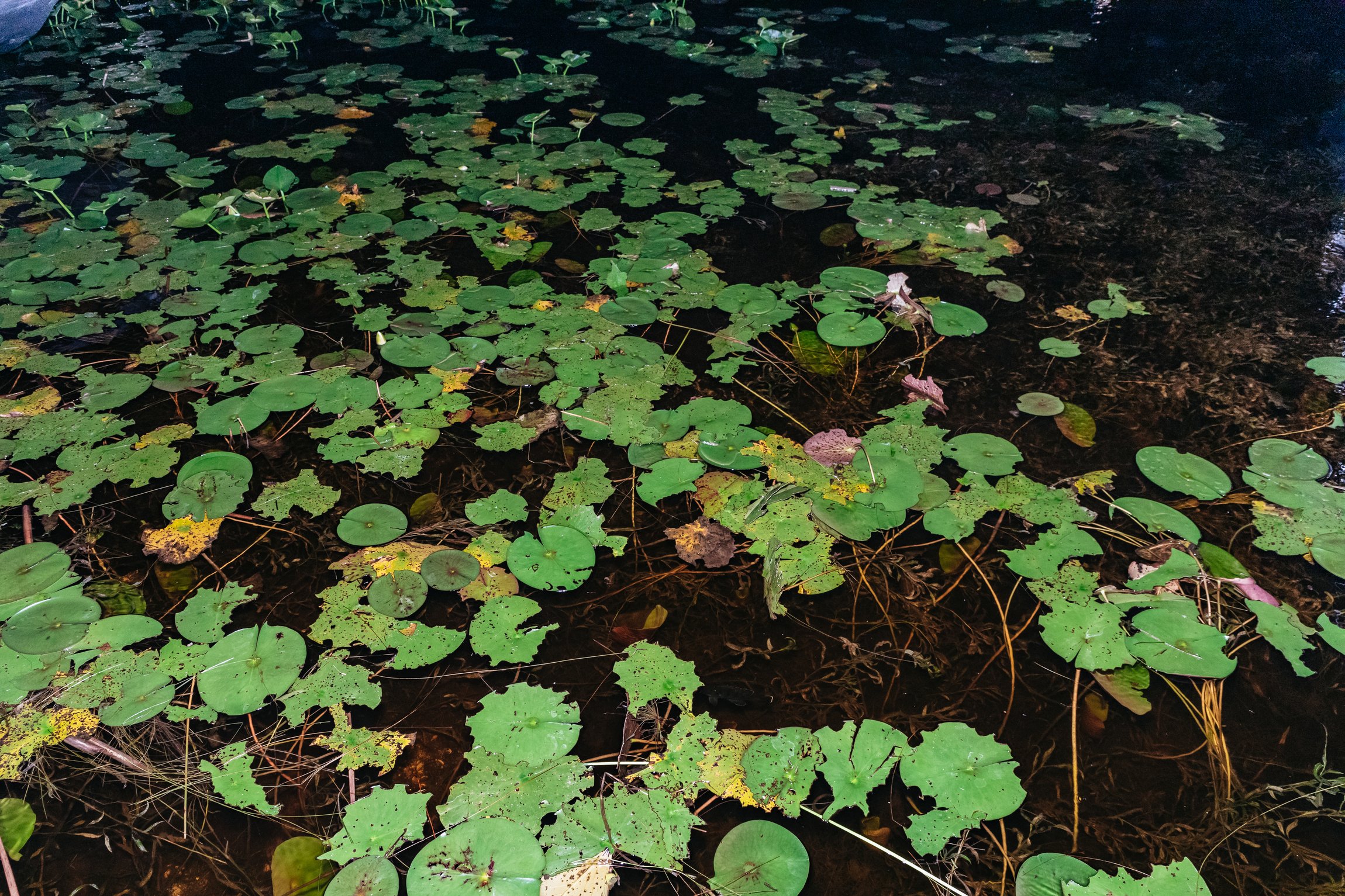 Everglades After-Dark Airboat Adventure