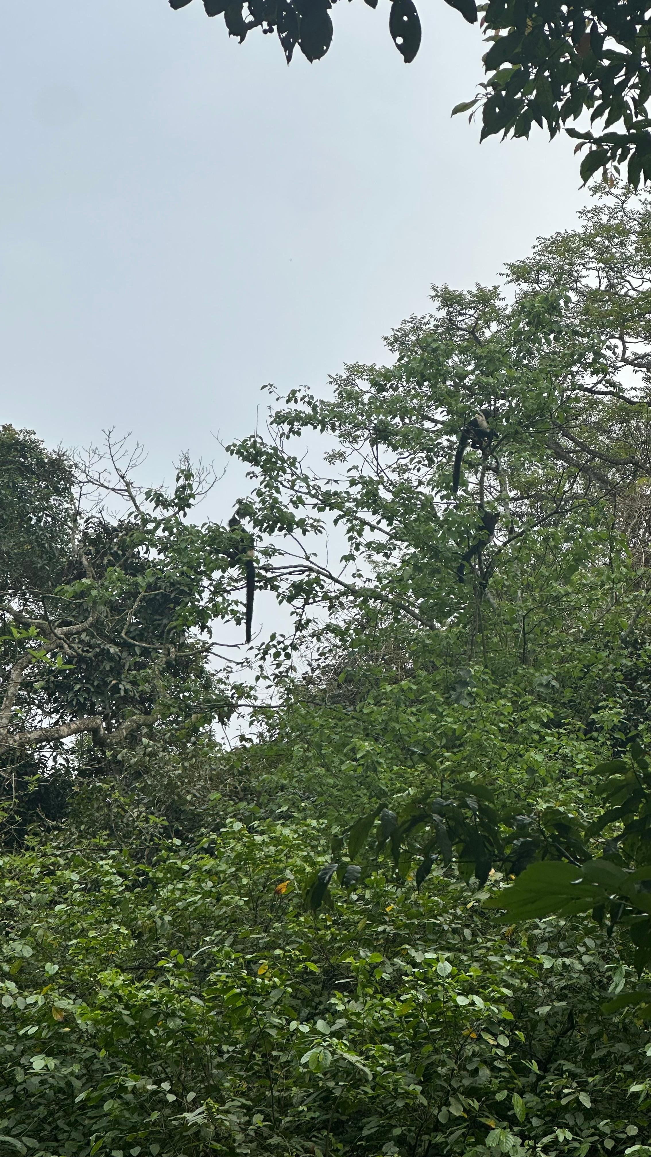 Cuc Phuong National Park Day Trek & Bear Sanctuary from Ninh Binh