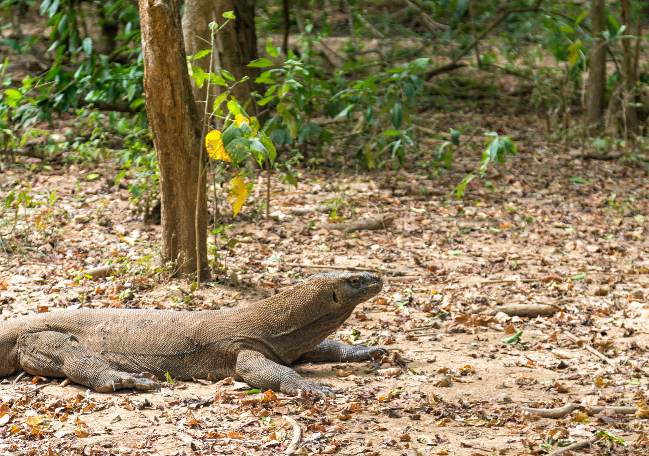 Komodo Island 3-Day Private Speedboat Adventure with Hotel
