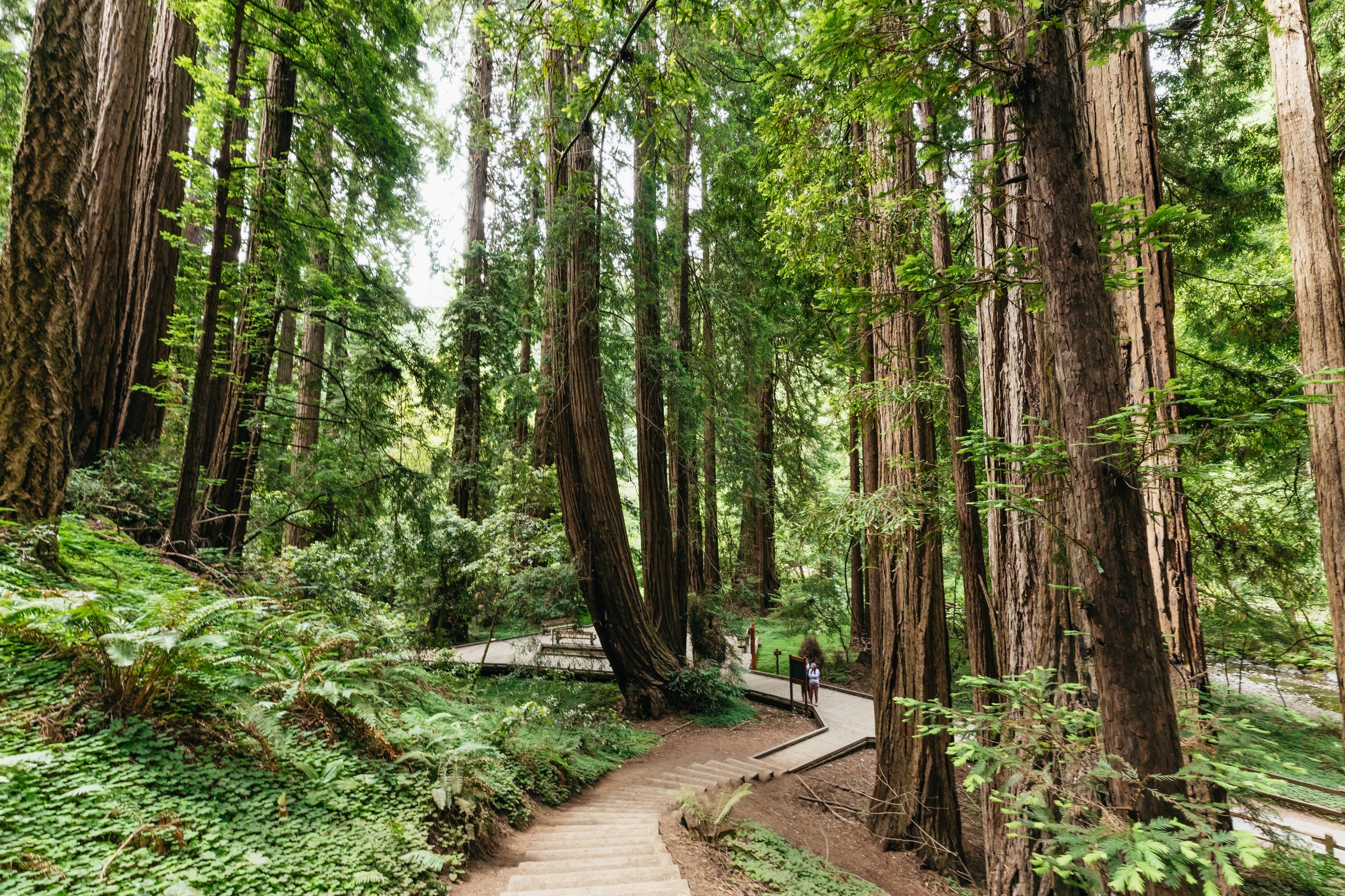 Muir Woods Redwoods & Sausalito Small-Group Tour from San Francisco