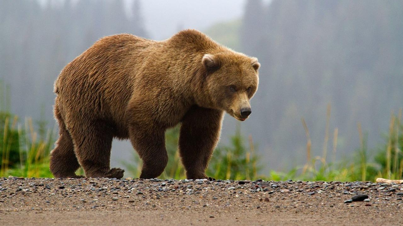 Transfăgărășan Road & Bear Watching Adventure from Bucharest