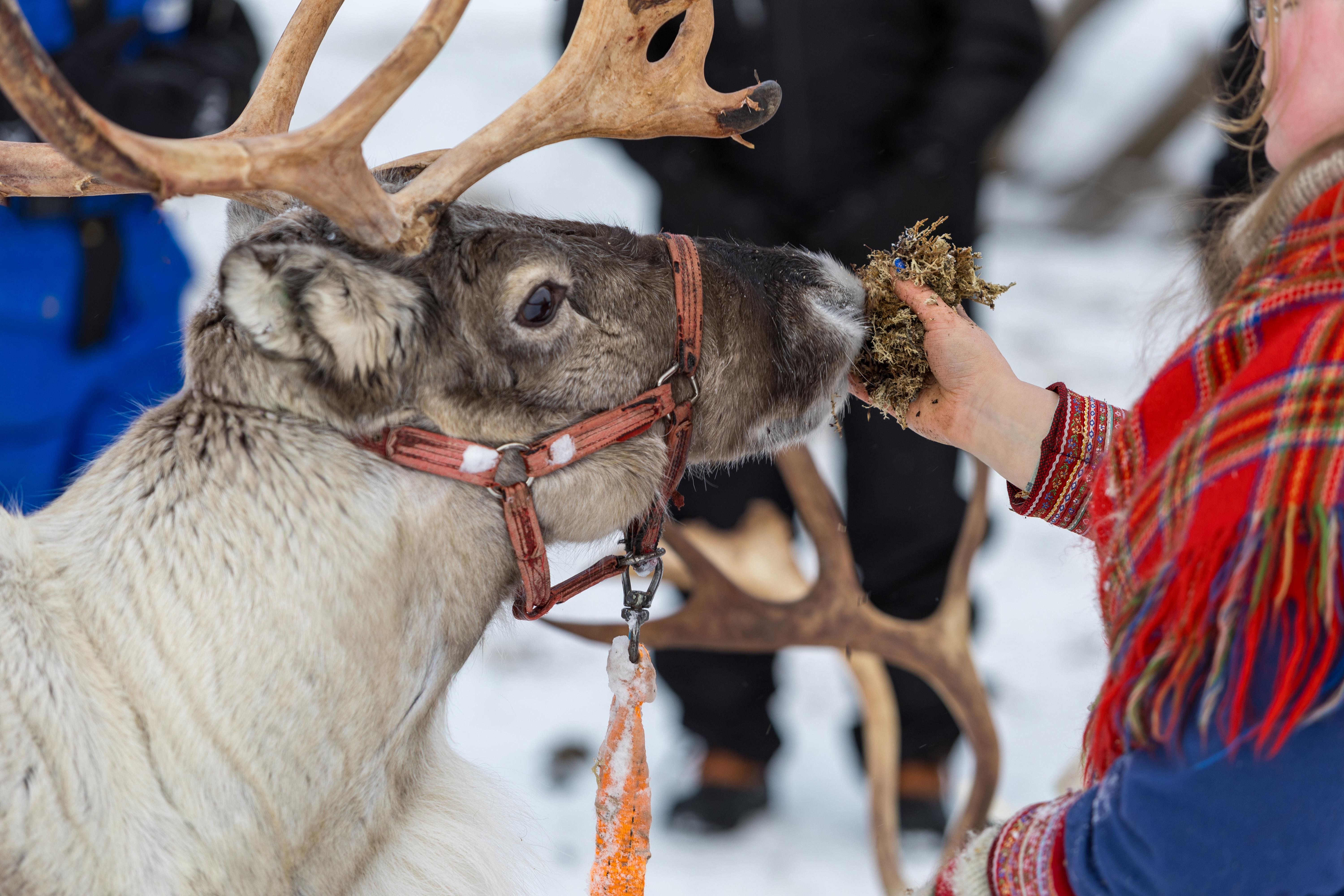 From Tromsø: Reindeer Sledding at Camp Tamok