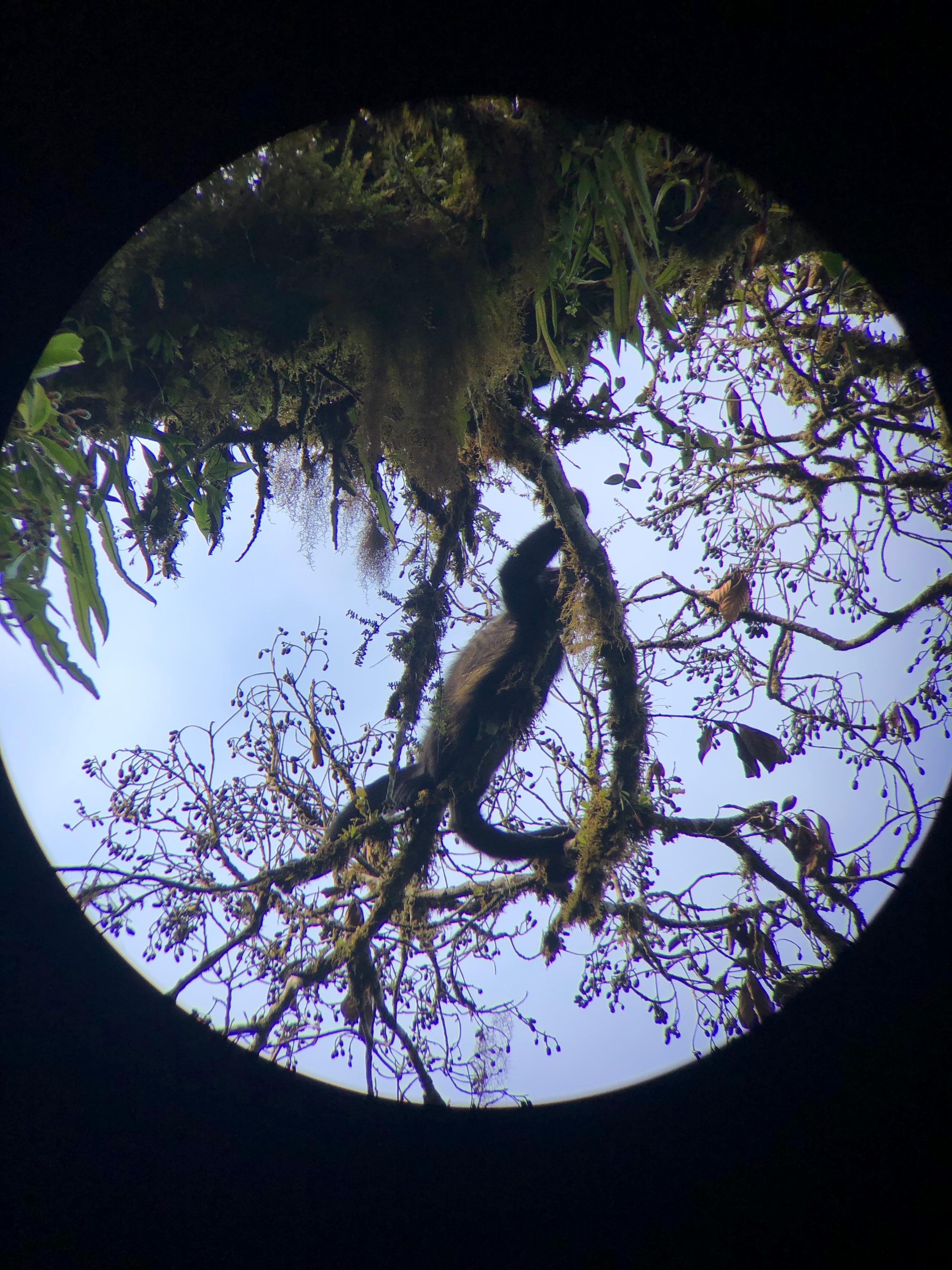 Monteverde Cloud & Transitional Forest Guided Walk