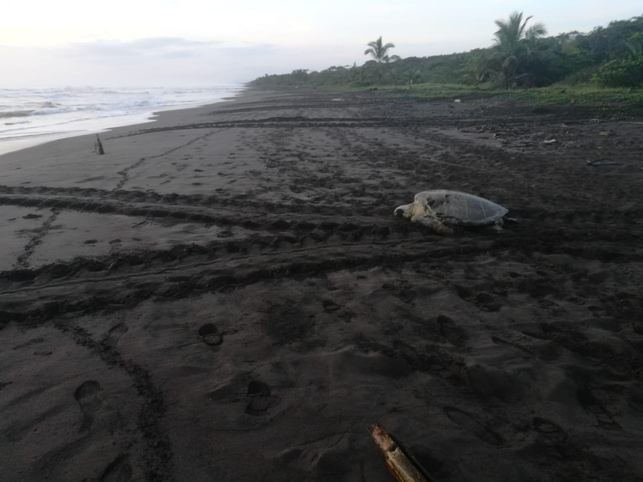 Tortuguero Night Turtle Nesting Tour