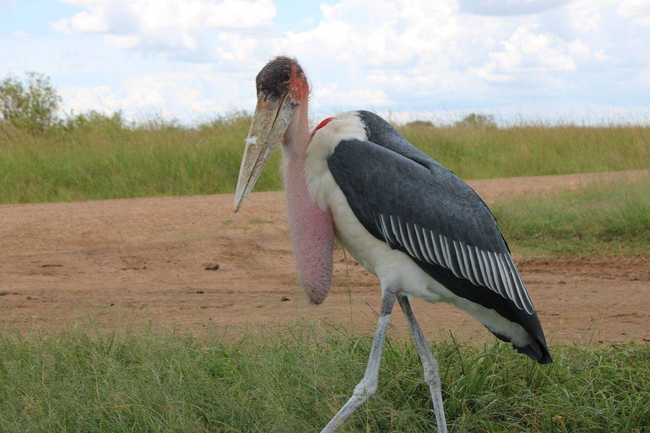 3-Day Maasai Mara Shared Jeep Safari from Nairobi