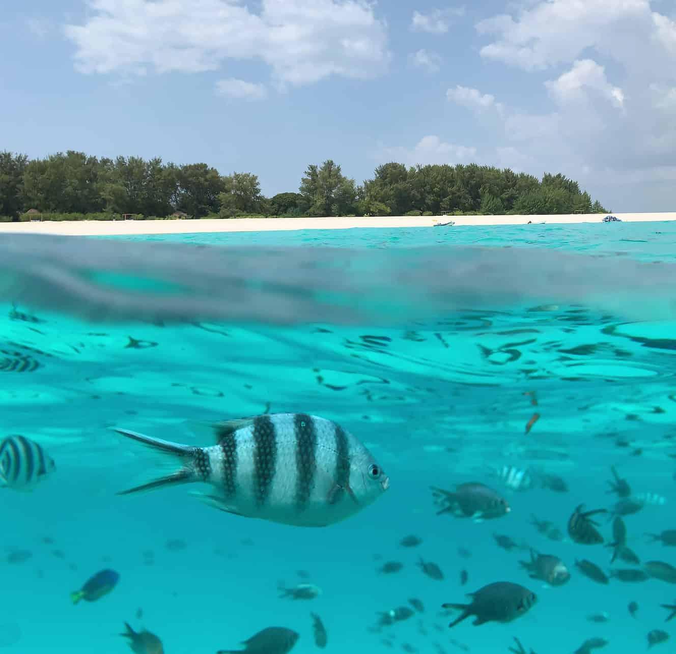 Zanzibar: Mnemba Island Dolphin Swim & Snorkel Adventure