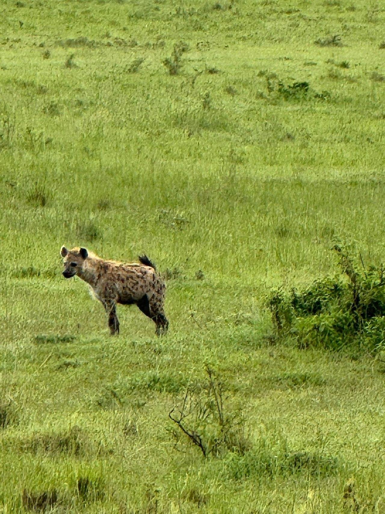 3-Day Maasai Mara Shared Jeep Safari from Nairobi