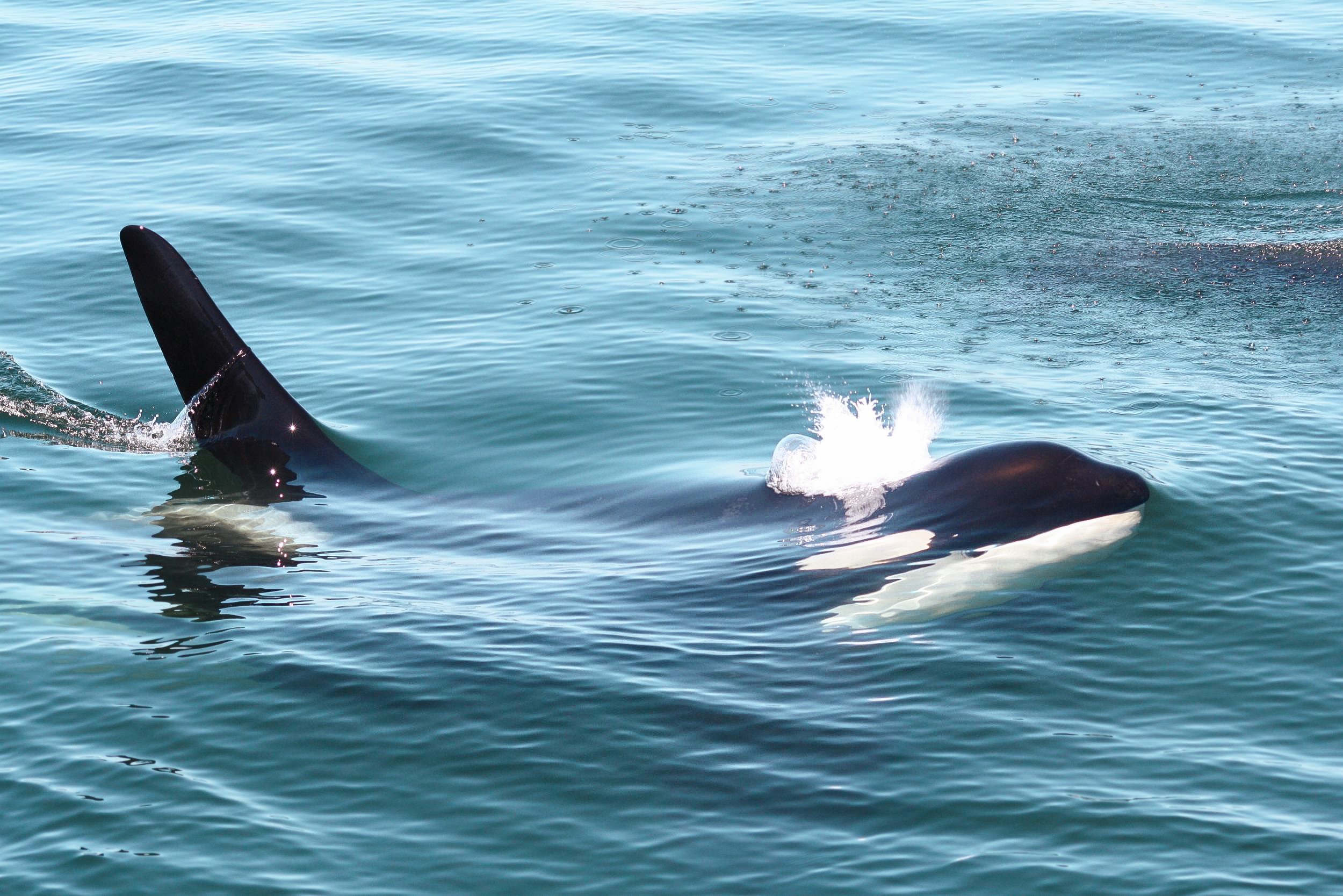 Victoria whale watching tour — orcas and marine wildlife in the Salish Sea — image 5