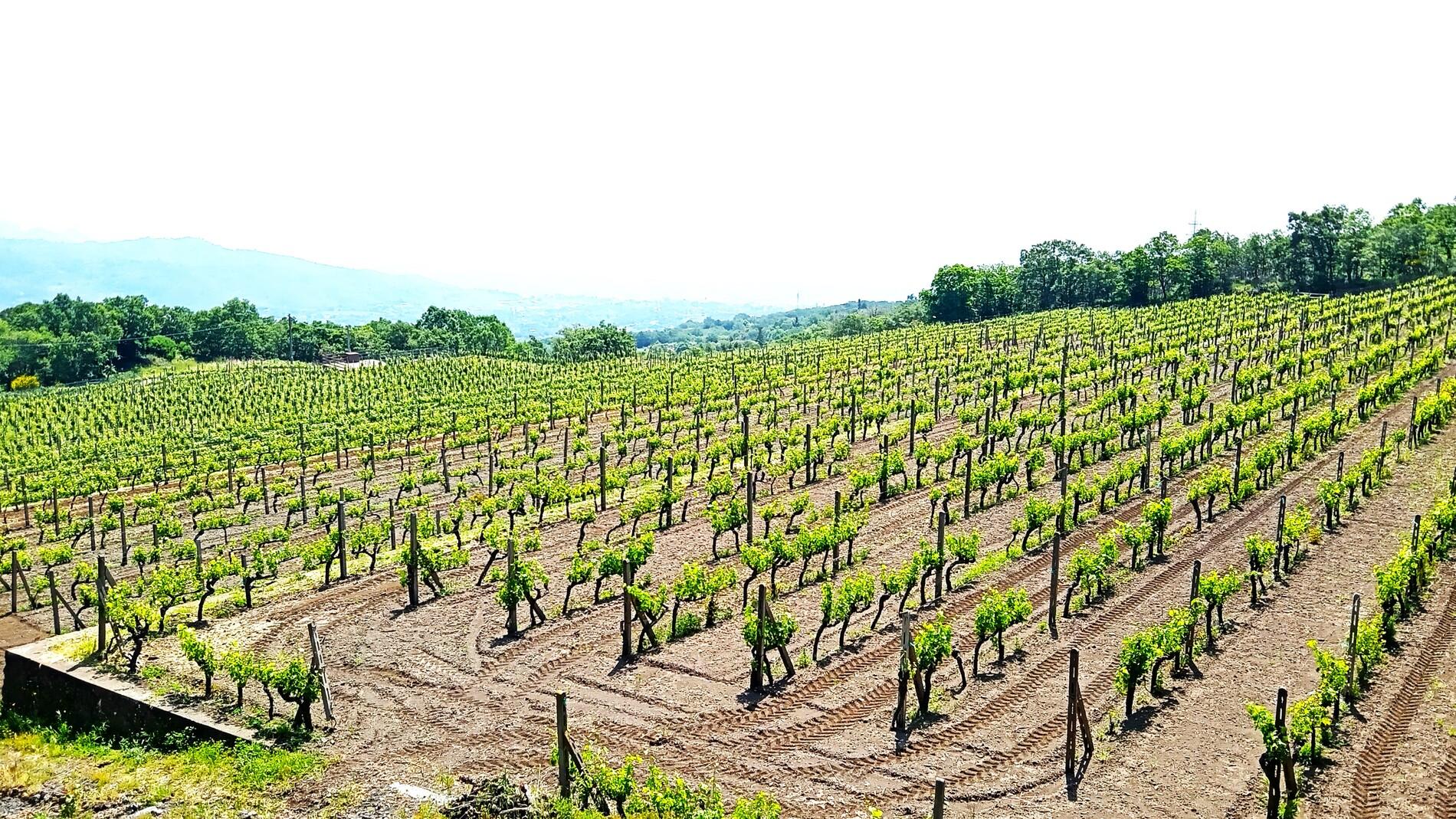 Etna Volcano Hike & Winery Tasting from Taormina