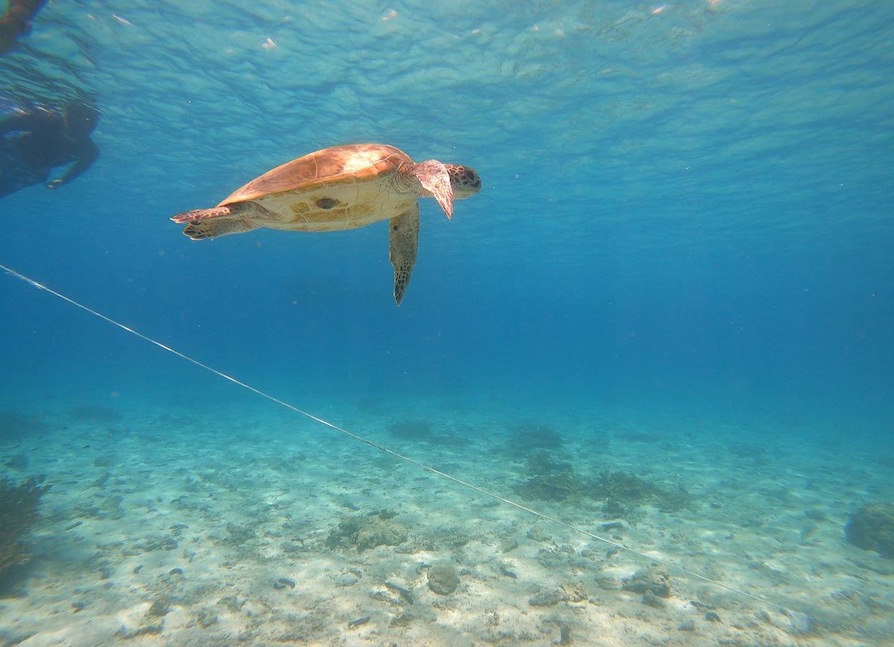 Fujairah Marine Turtle Snorkeling Adventure with Lunch