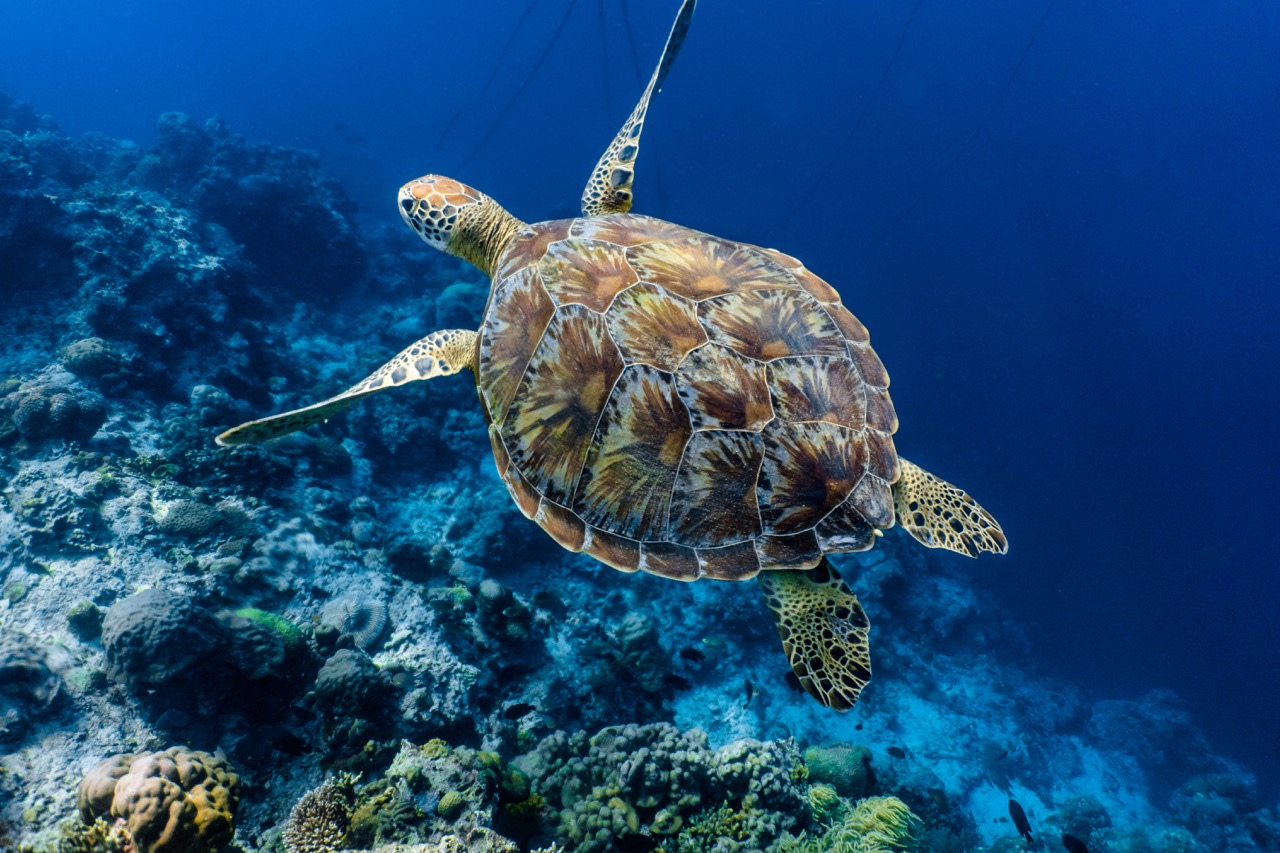 Cebu Ultimate Day Tour: Whale Sharks, Monkey Sanctuary & Moalboal Snorkeling