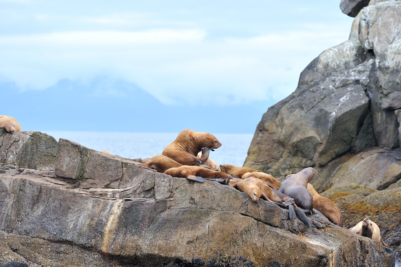 whale watching in Seward — photo 5