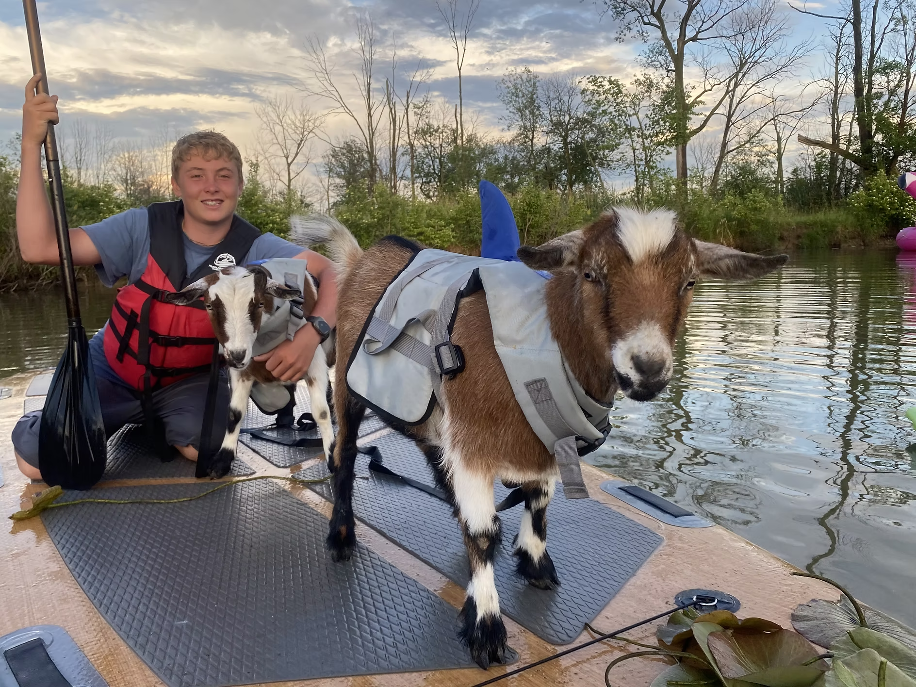 Paddleboarding Adventure with Goats on Portage River