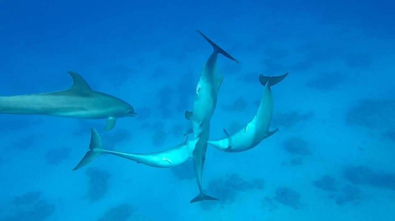 Sharm el-Sheikh: White Island & Ras Mohamed National Park Snorkeling Day Trip