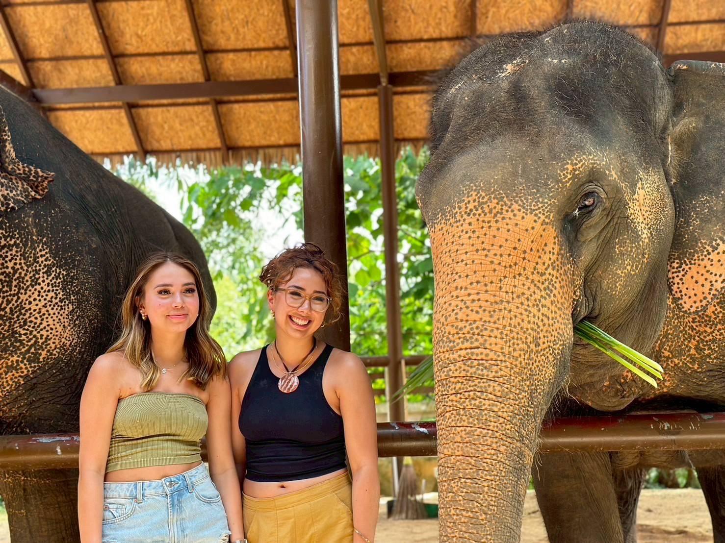 Samui: Ethical Elephant Care & Nutrition Workshop