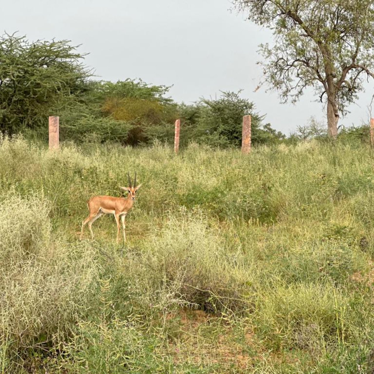 Jodhpur: Thar Desert Camel & Jeep Safari with Traditional Dining