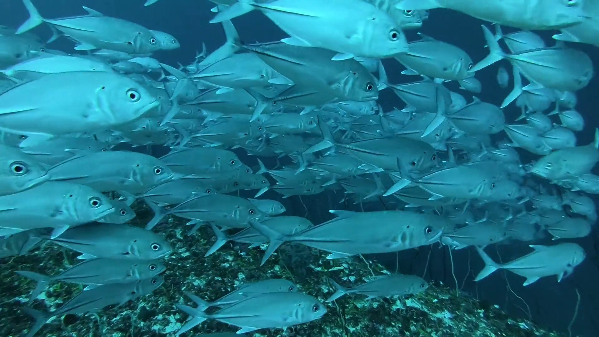 Mnemba Atoll Dolphin & Snorkel Boat Adventure from Kendwa or Nungwi
