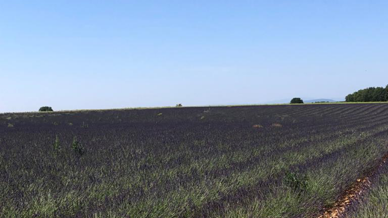 Valensole lavender fields in Provence — guided lavender tour photo 20