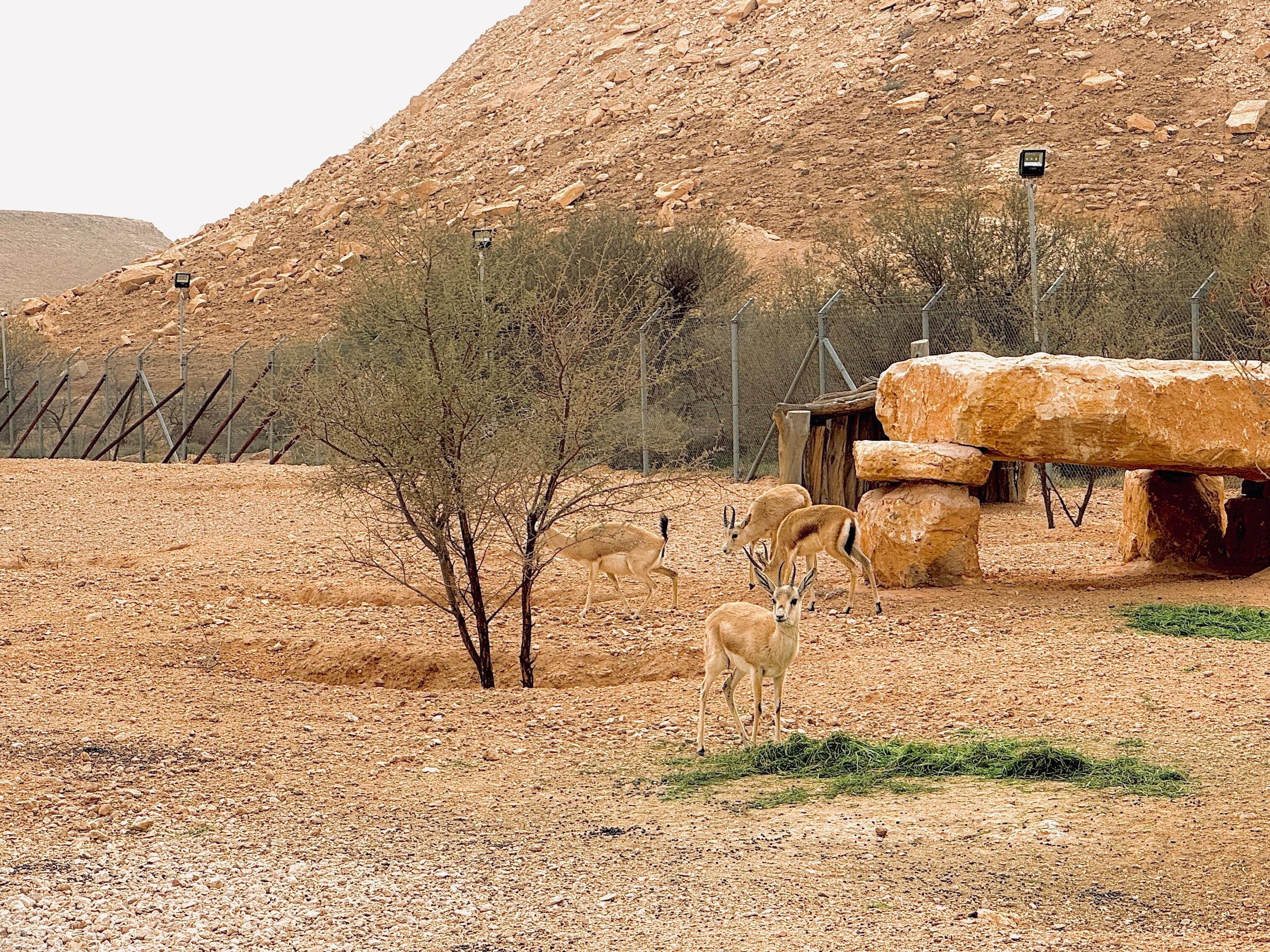 Riyadh: Edge of the World 4x4 Sunset Adventure