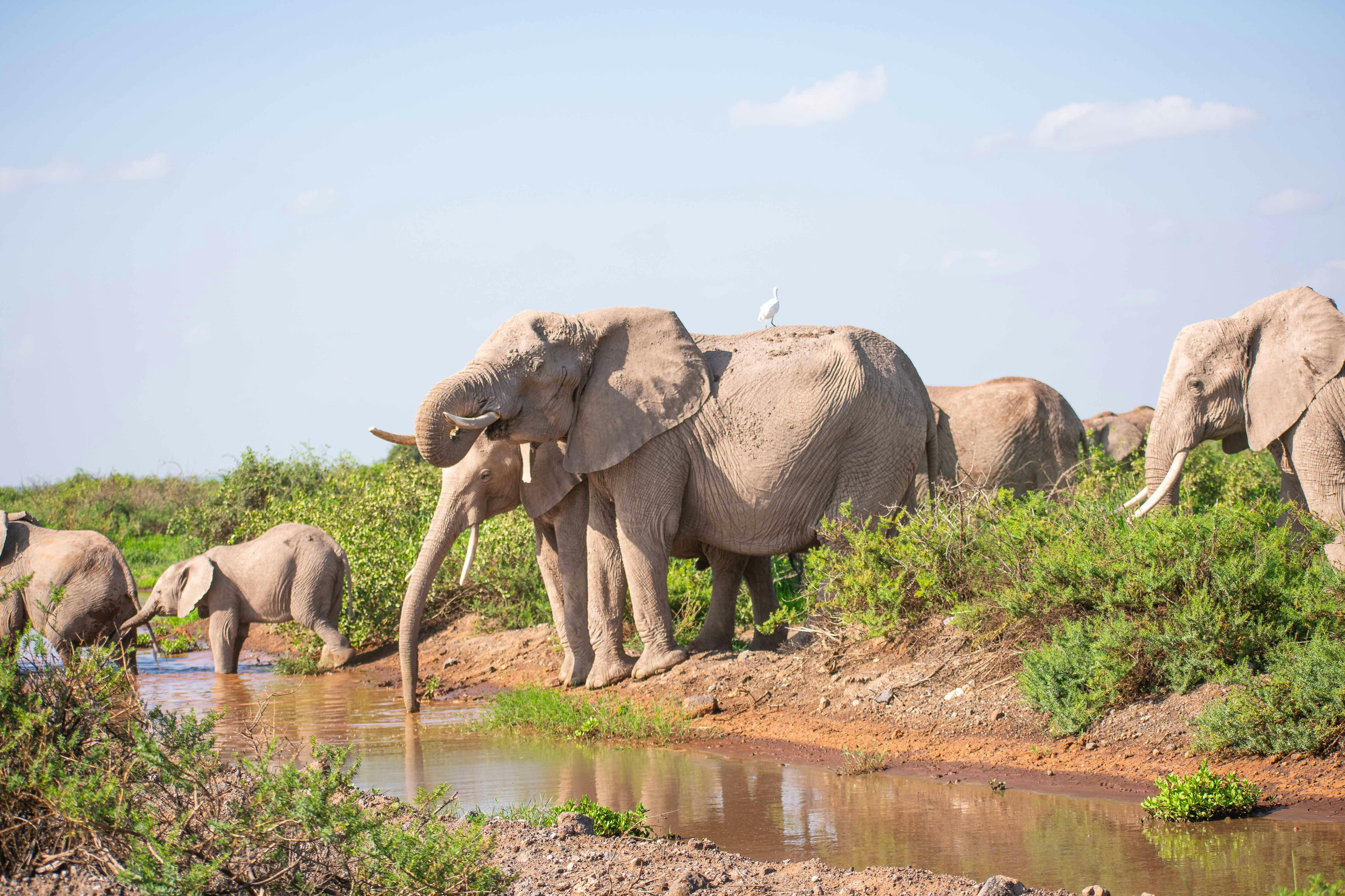 Amboseli National Park & Maasai Village Day Safari from Nairobi